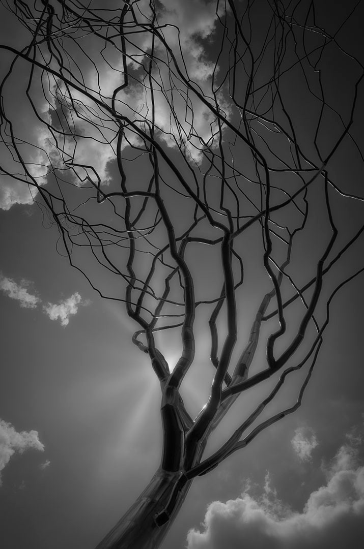 The Tree I See