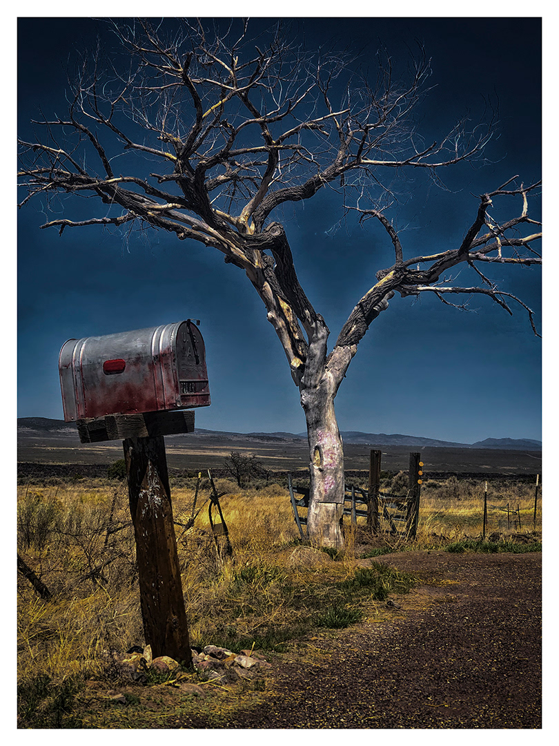 Snail Mail Tree