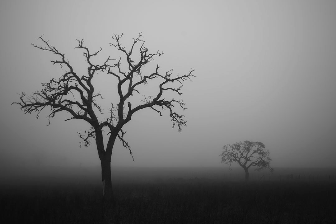 Texas Fog Trees