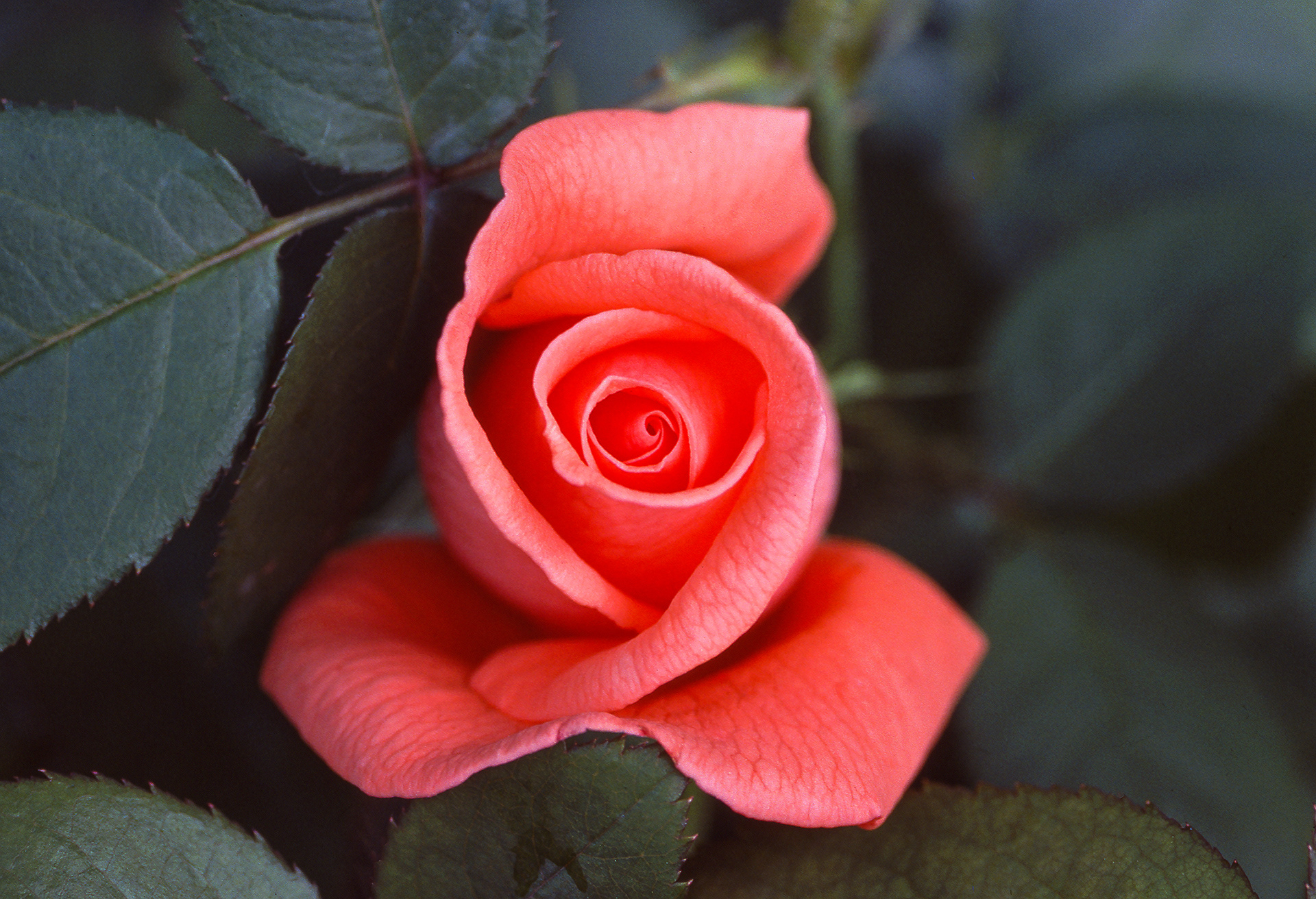 Edna's Flowers