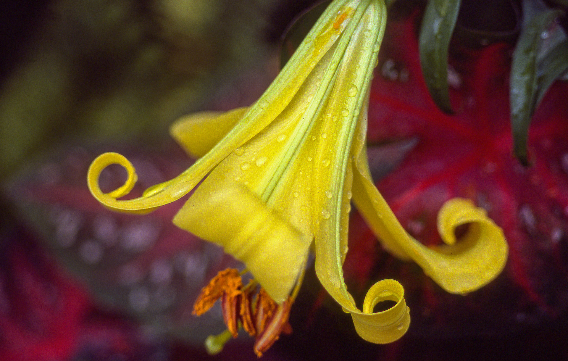 Krohn Conservatory