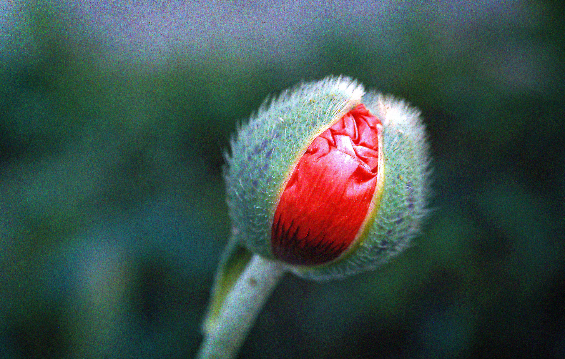 Edna's Flowers