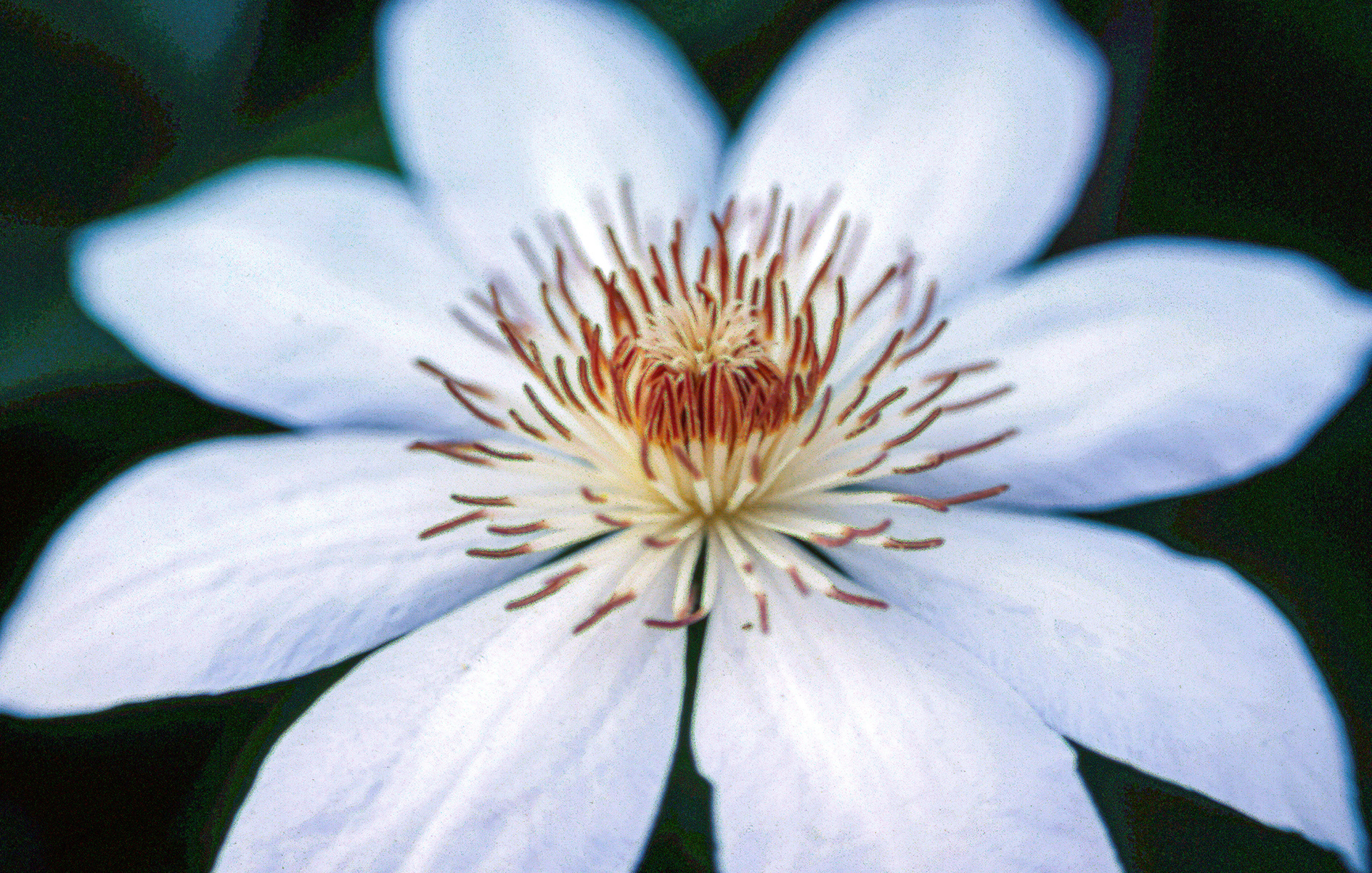 Edna's Flowers