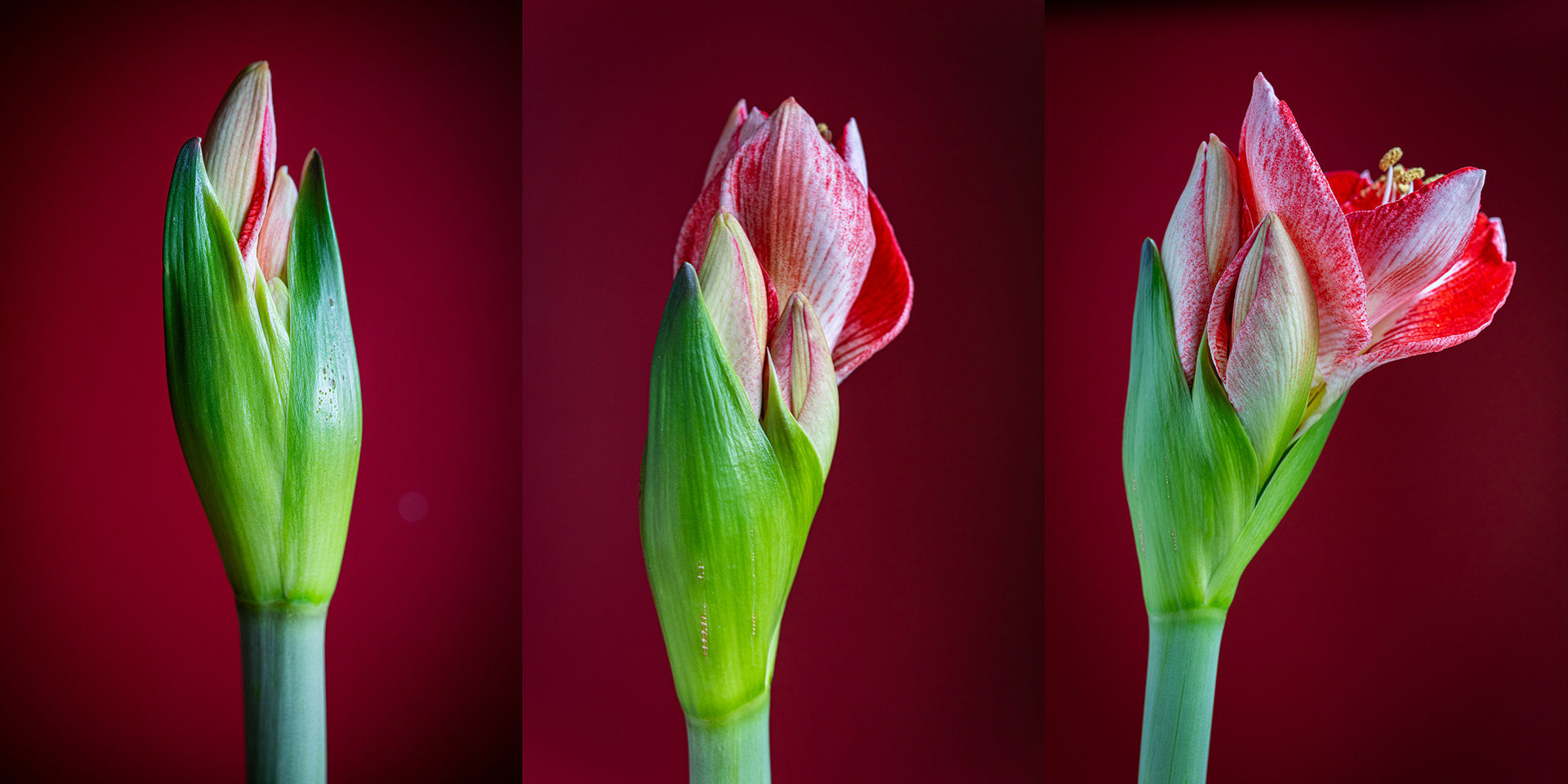 Amaryllis Red Bkgd / Southern Exposure