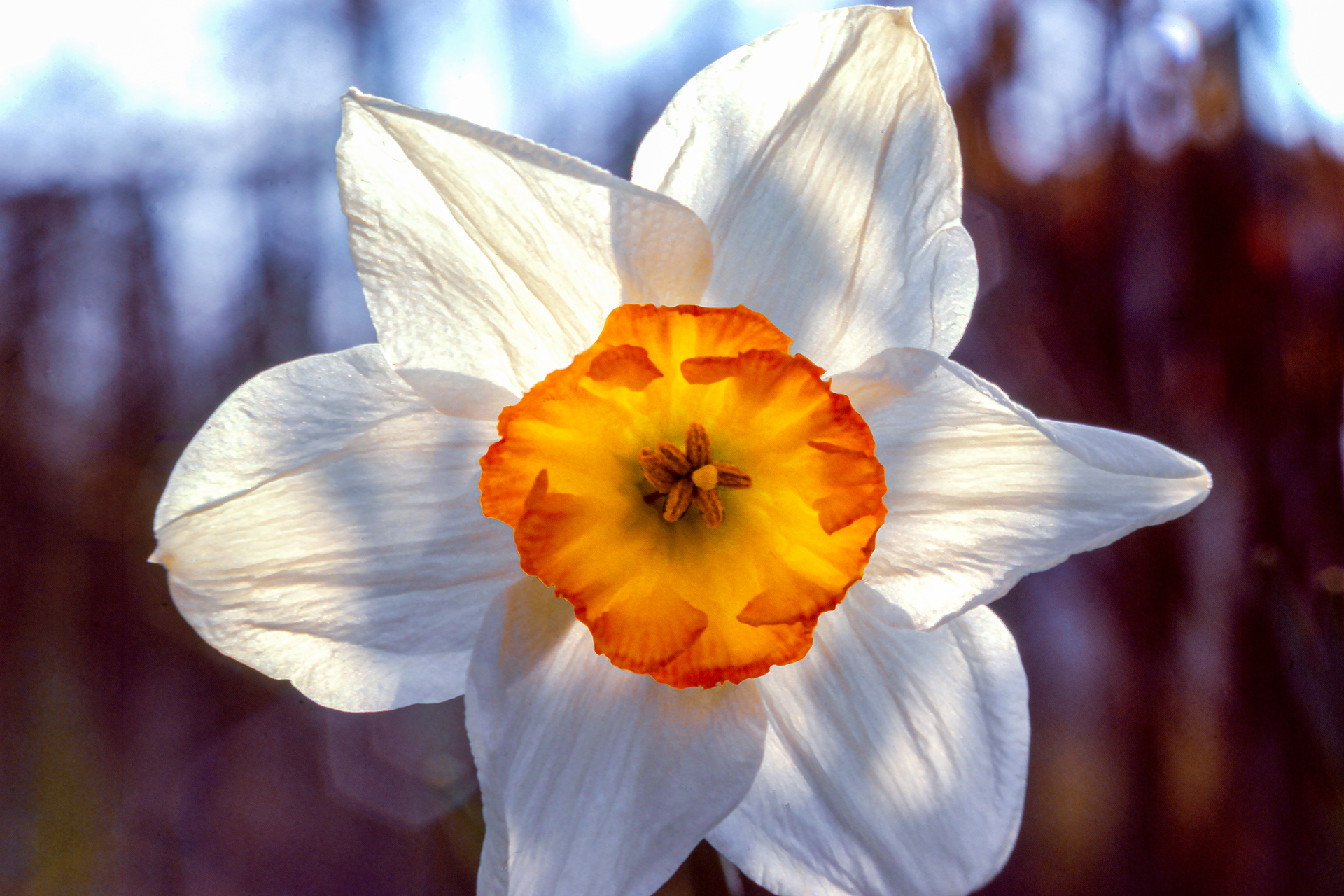 Edna's Flowers
