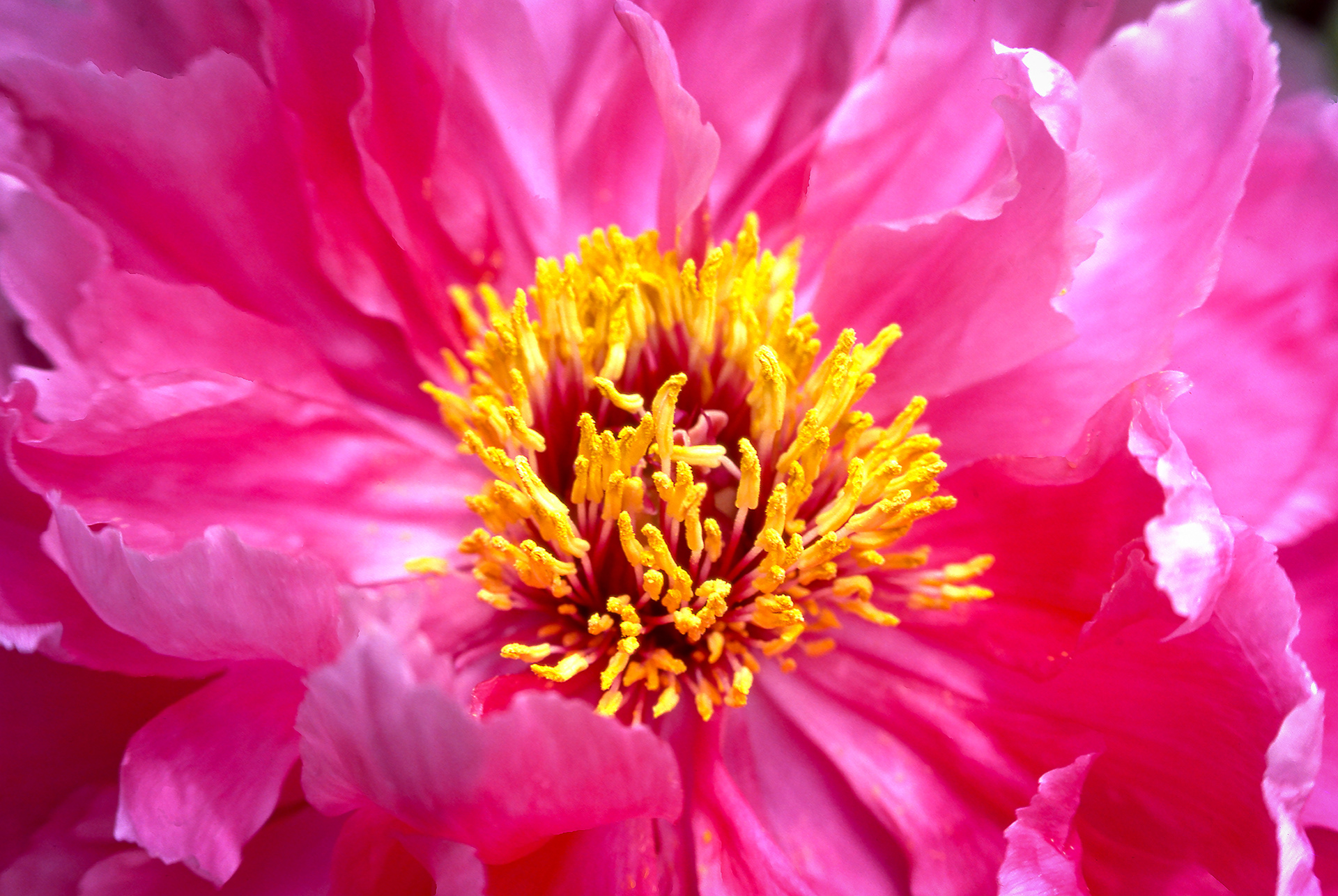 Edna's Flowers