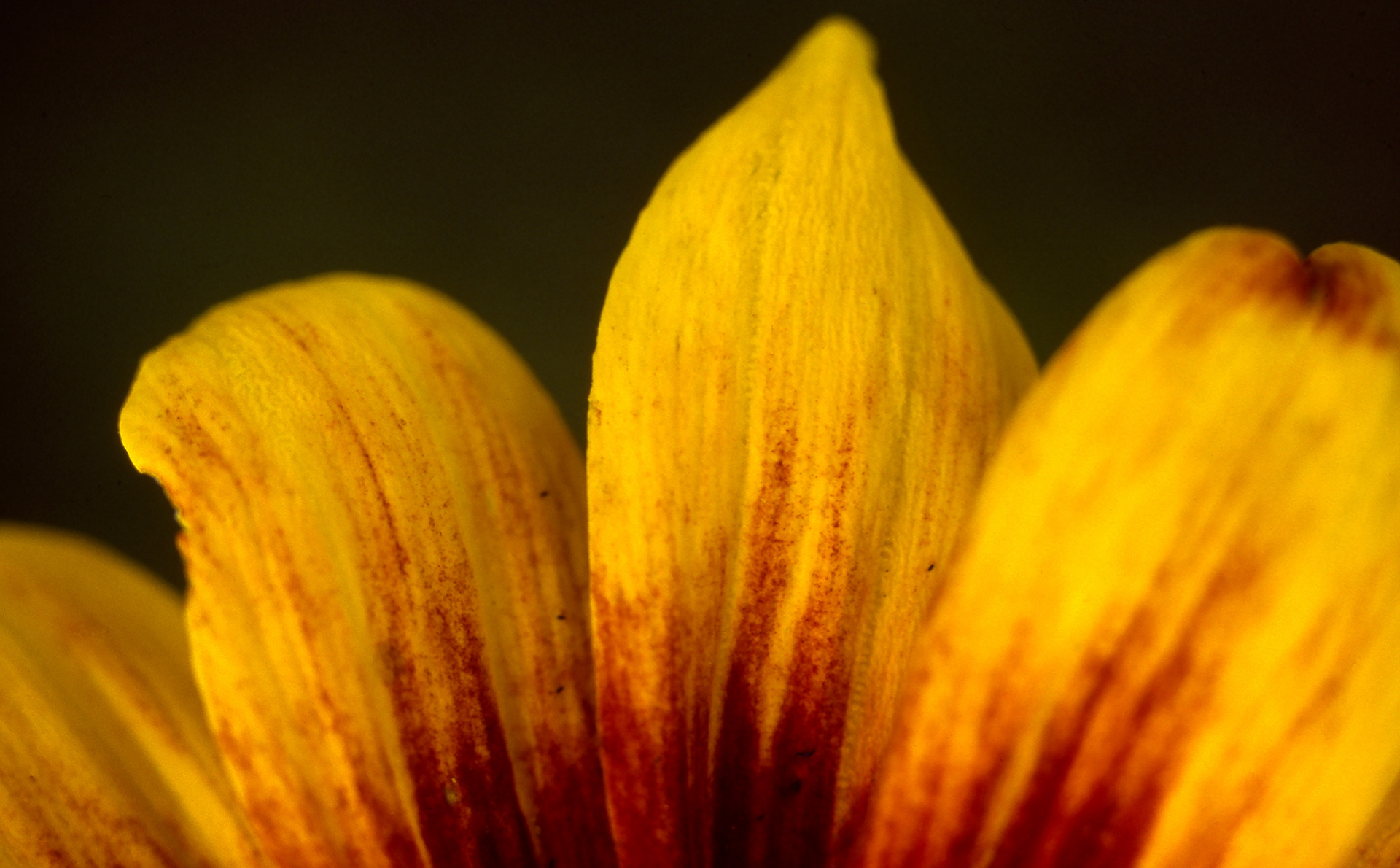 Edna's Flowers