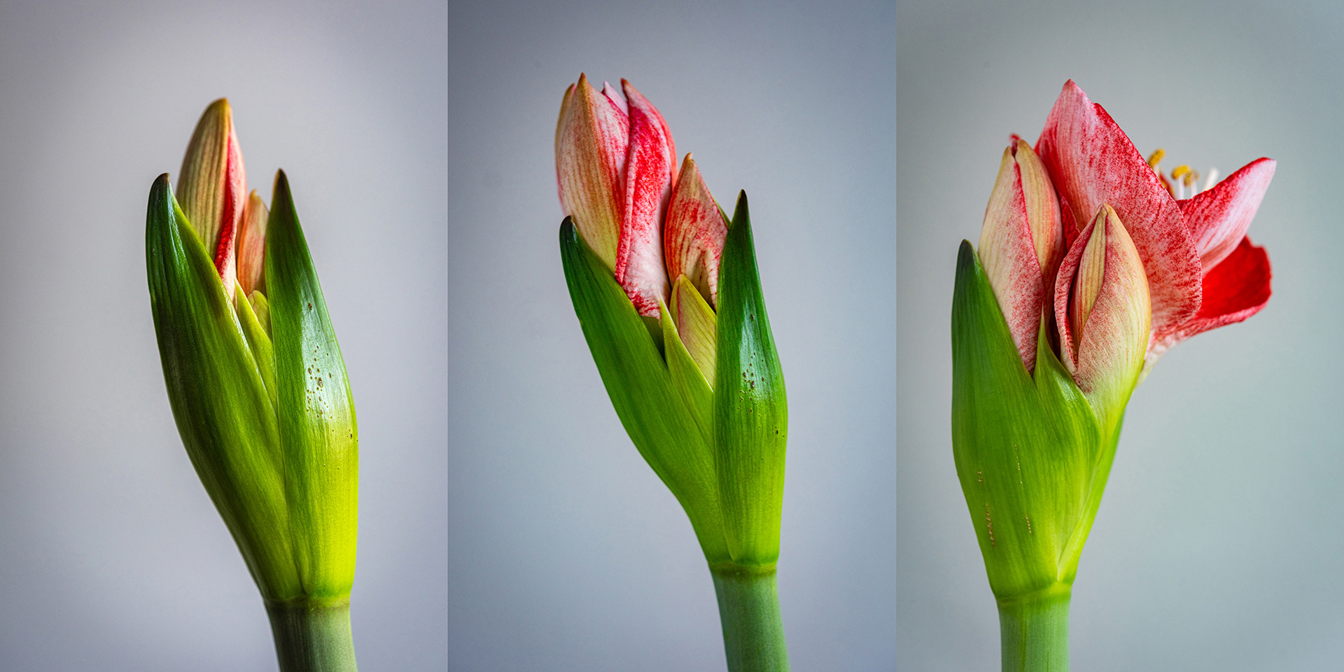 Amaryllis Gray Bkgd / North Light