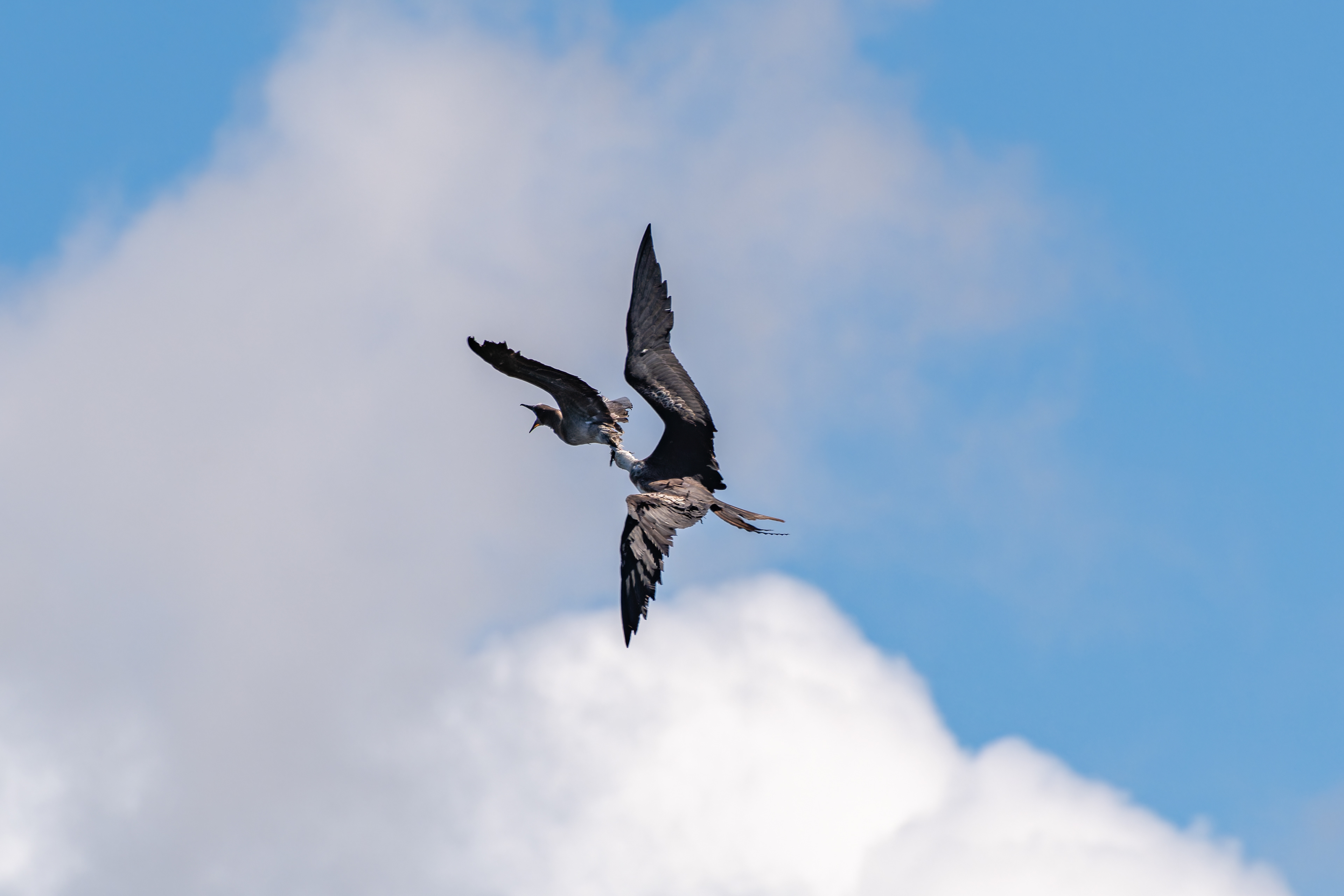 Brown Booby & Great Frigatebird