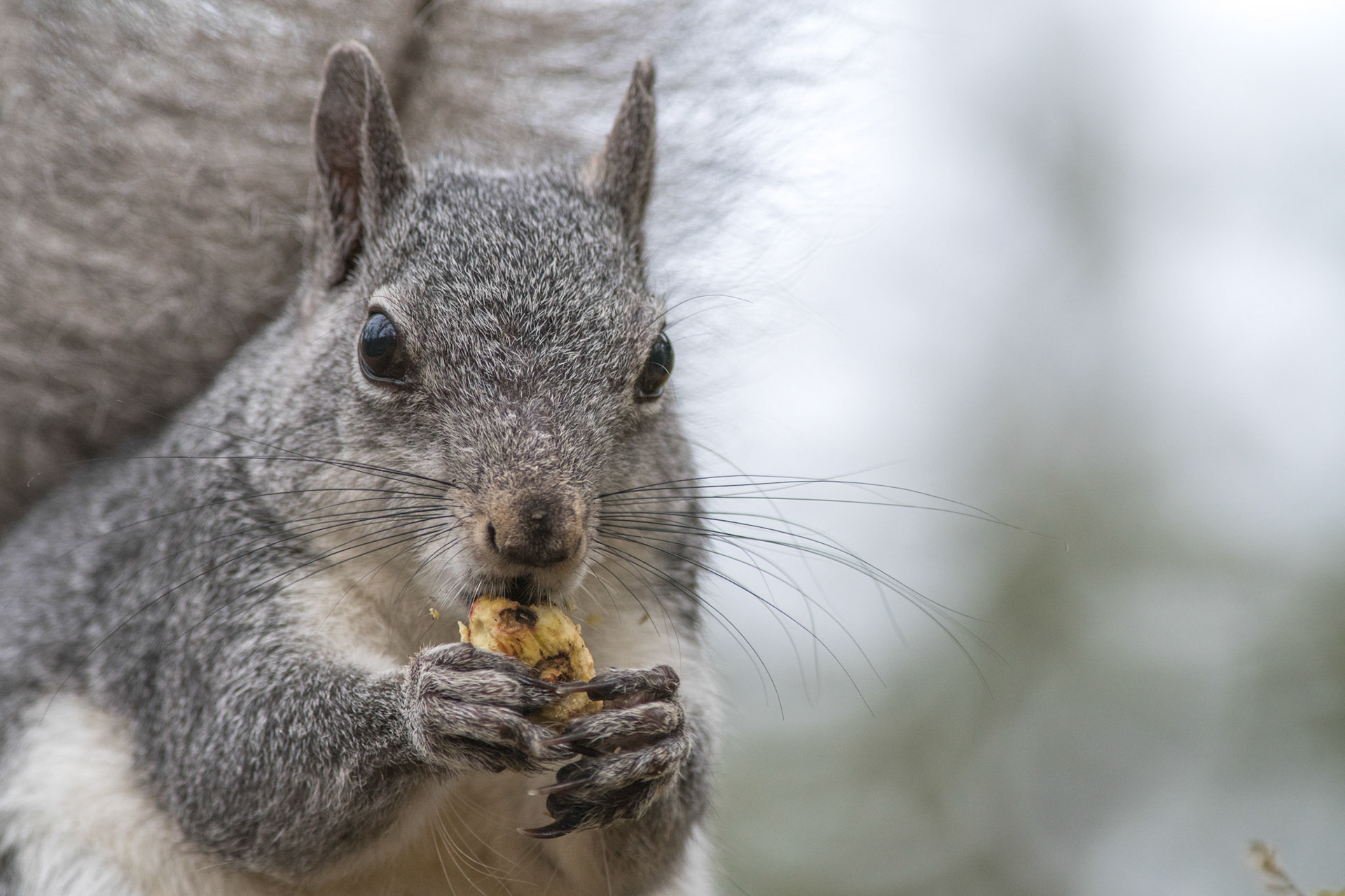 Western Gray Squirrel