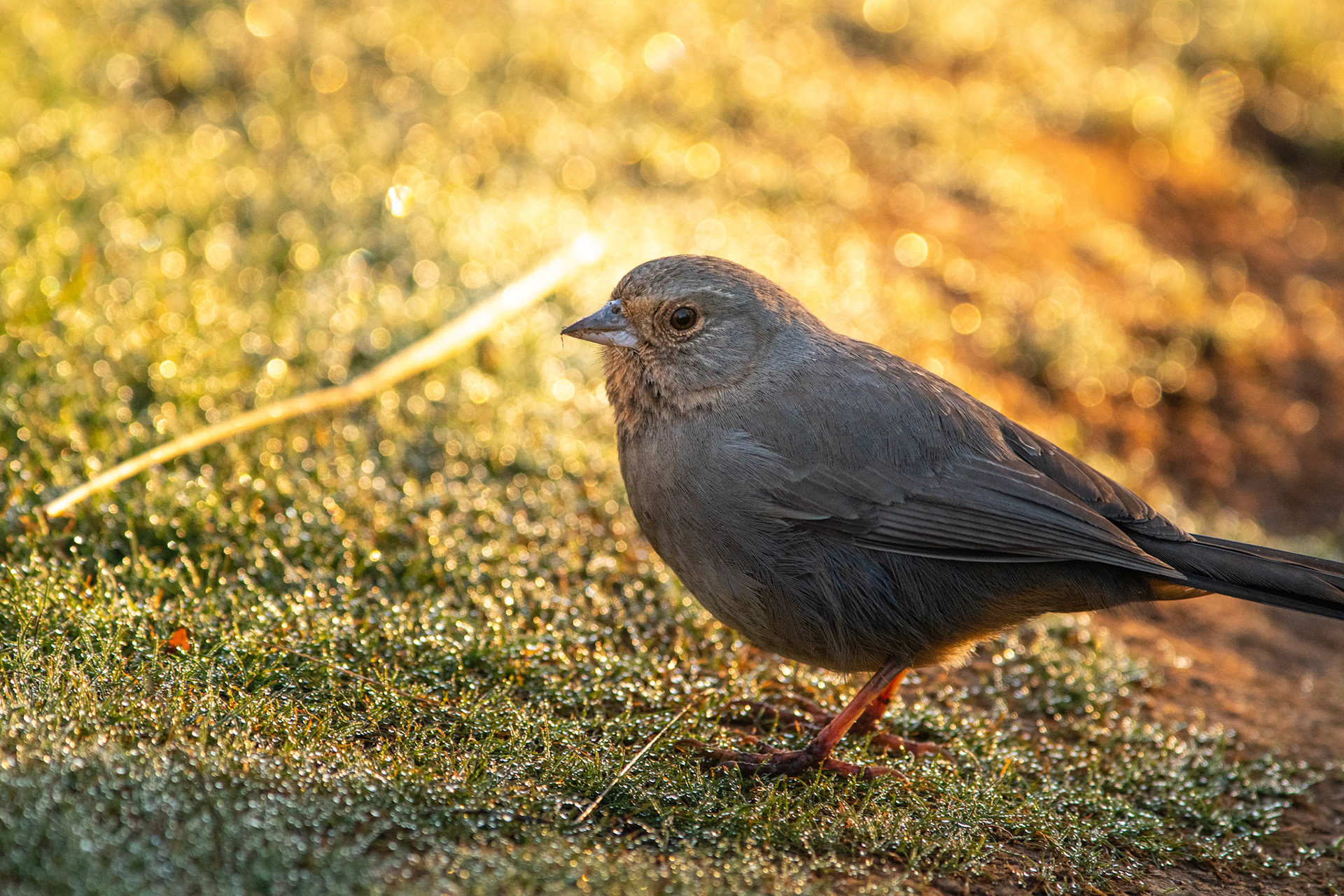 California Towhee