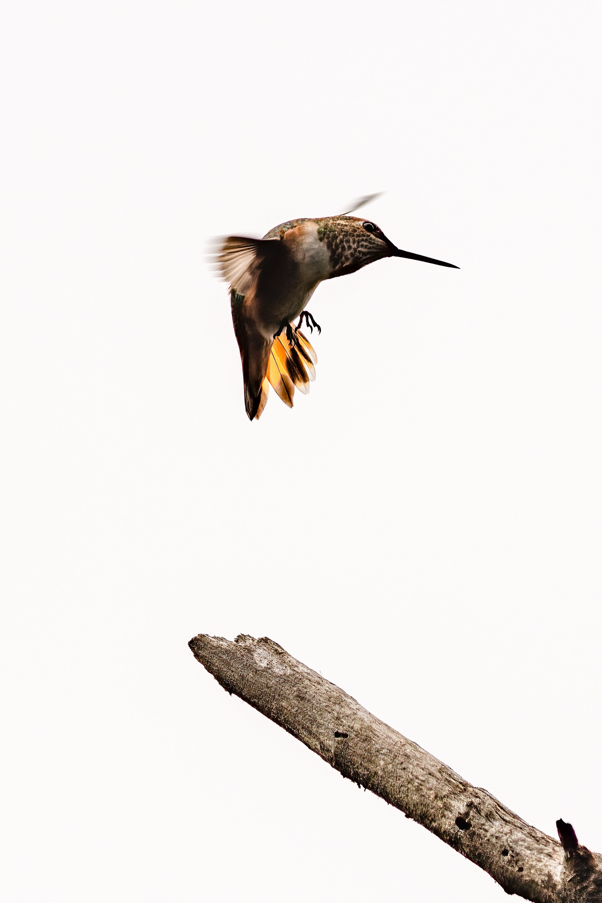 Rufous Hummingbird
