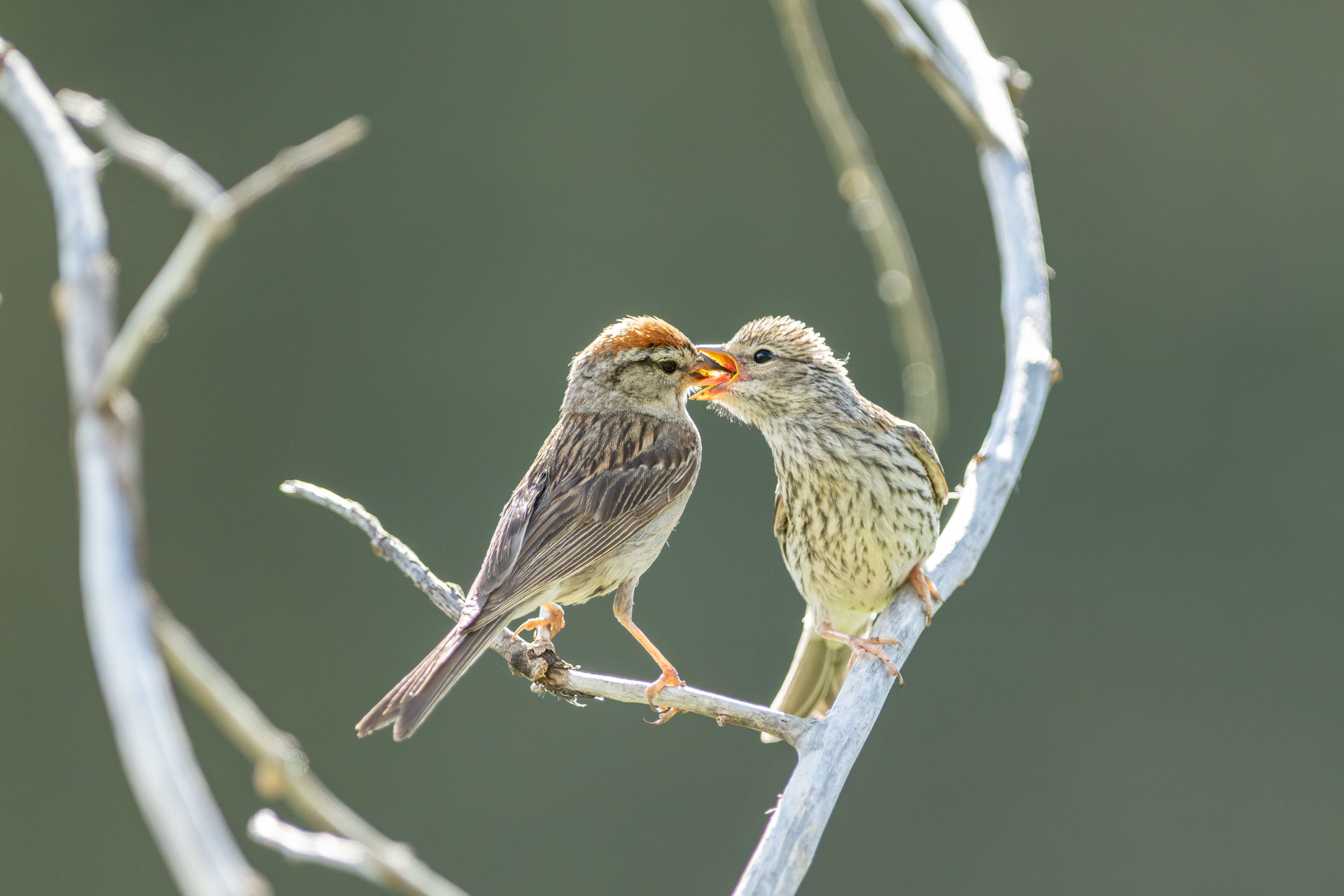 Chipping Sparrow
