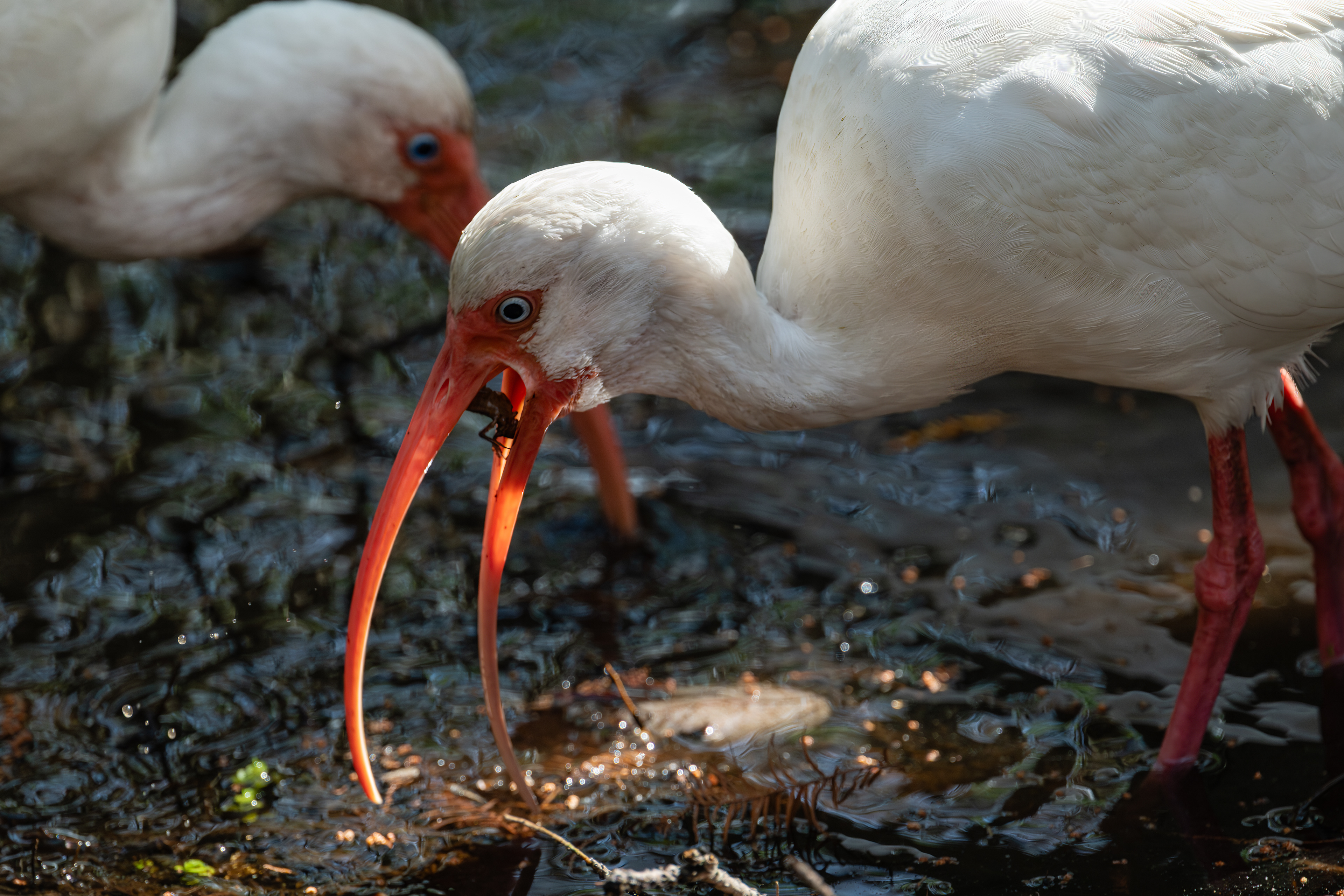 White Ibis