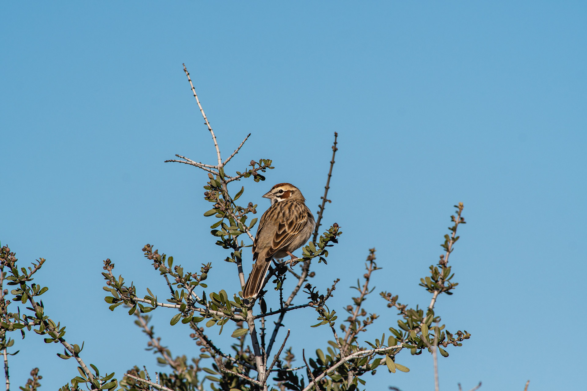 Lark Sparrow