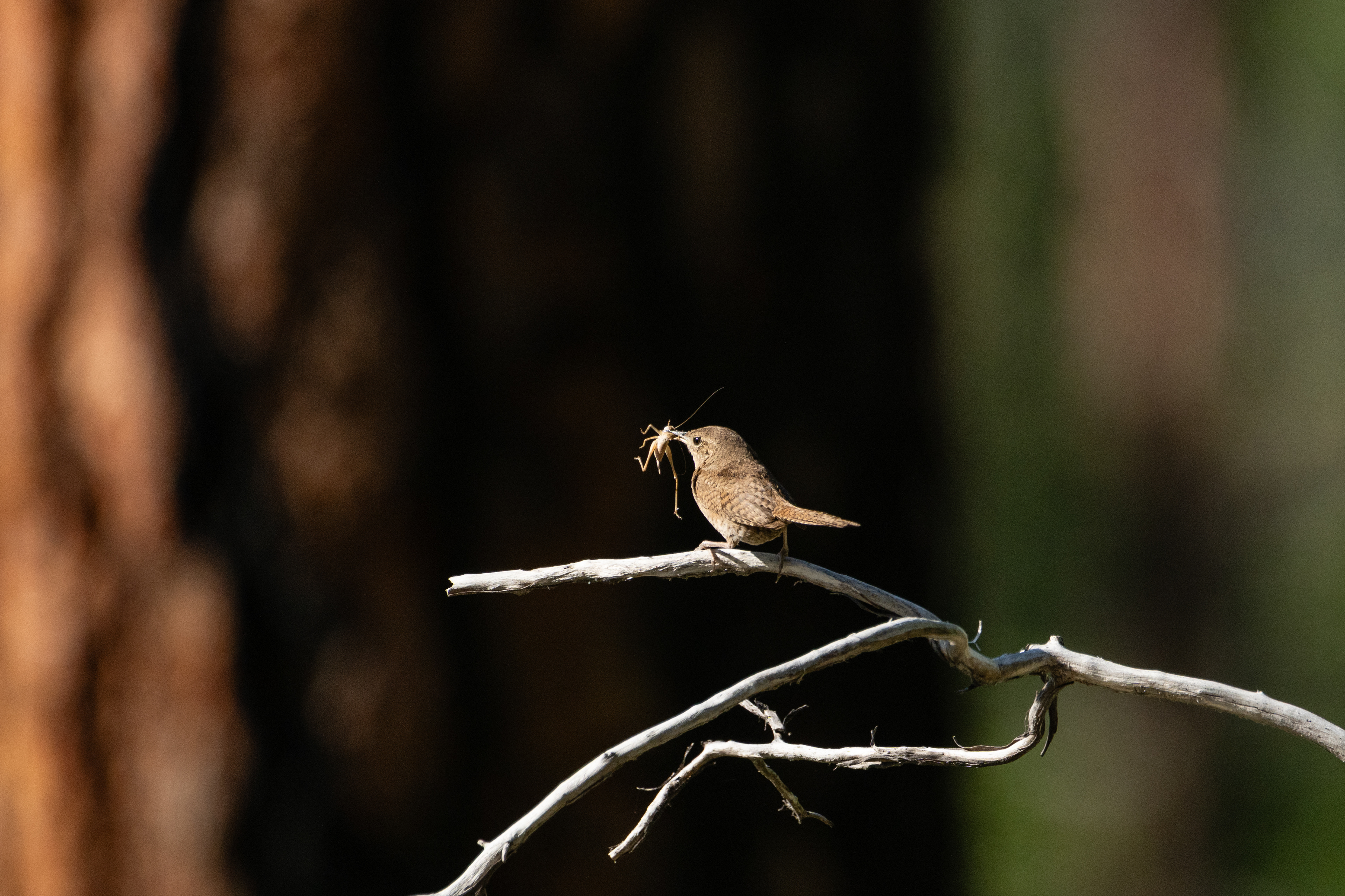 Northern House Wren