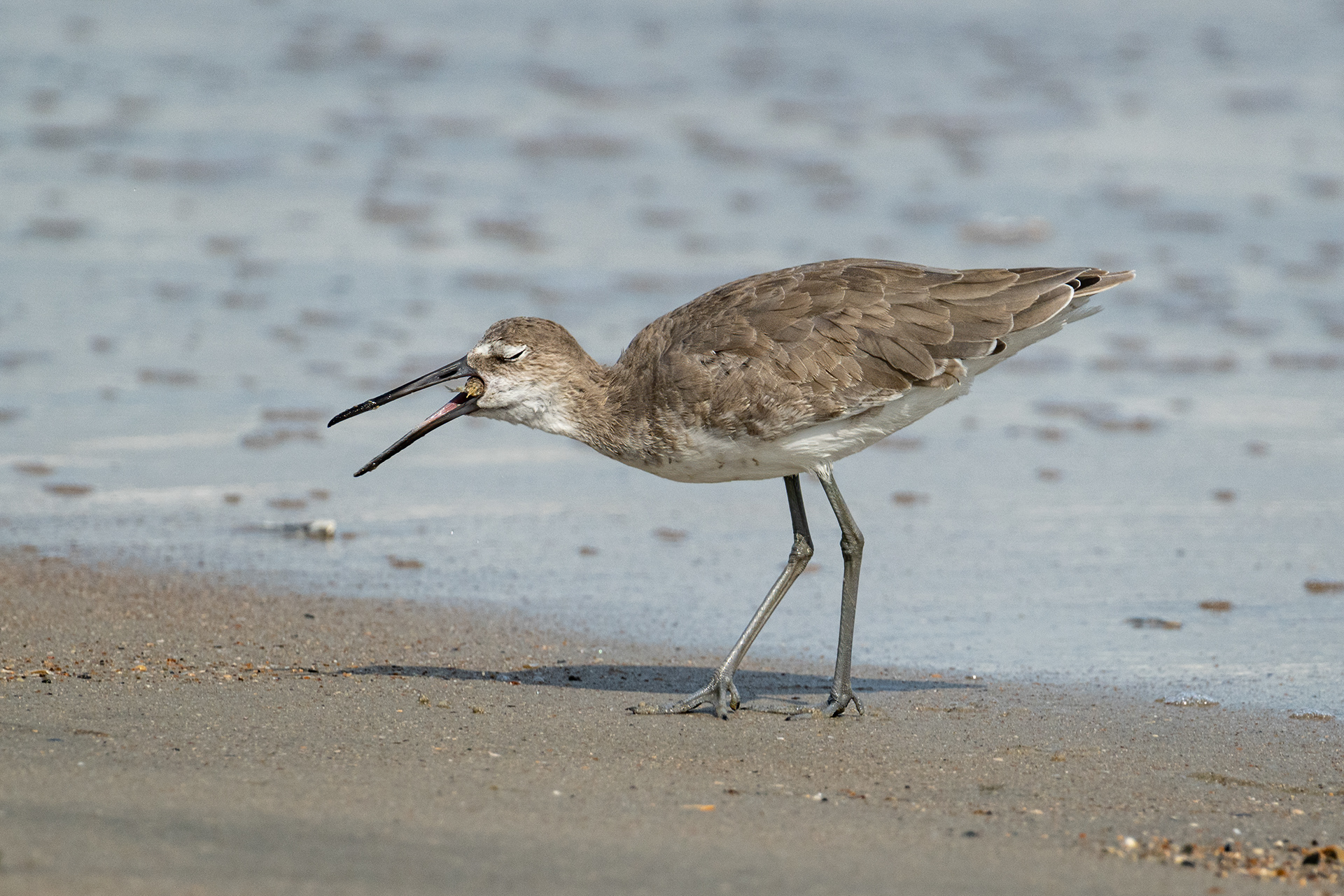 Willet