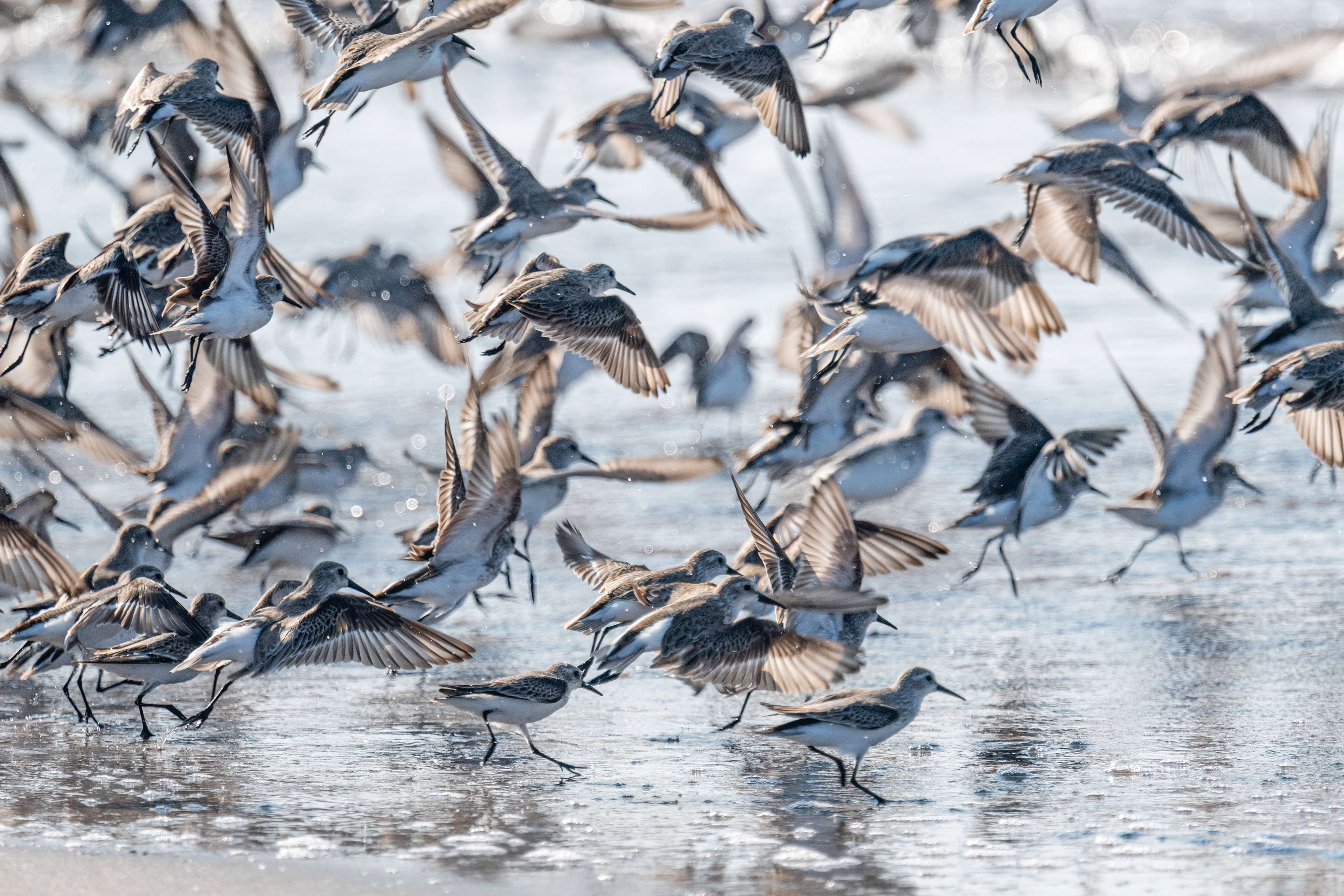 Sanderling, Wilson's Plover