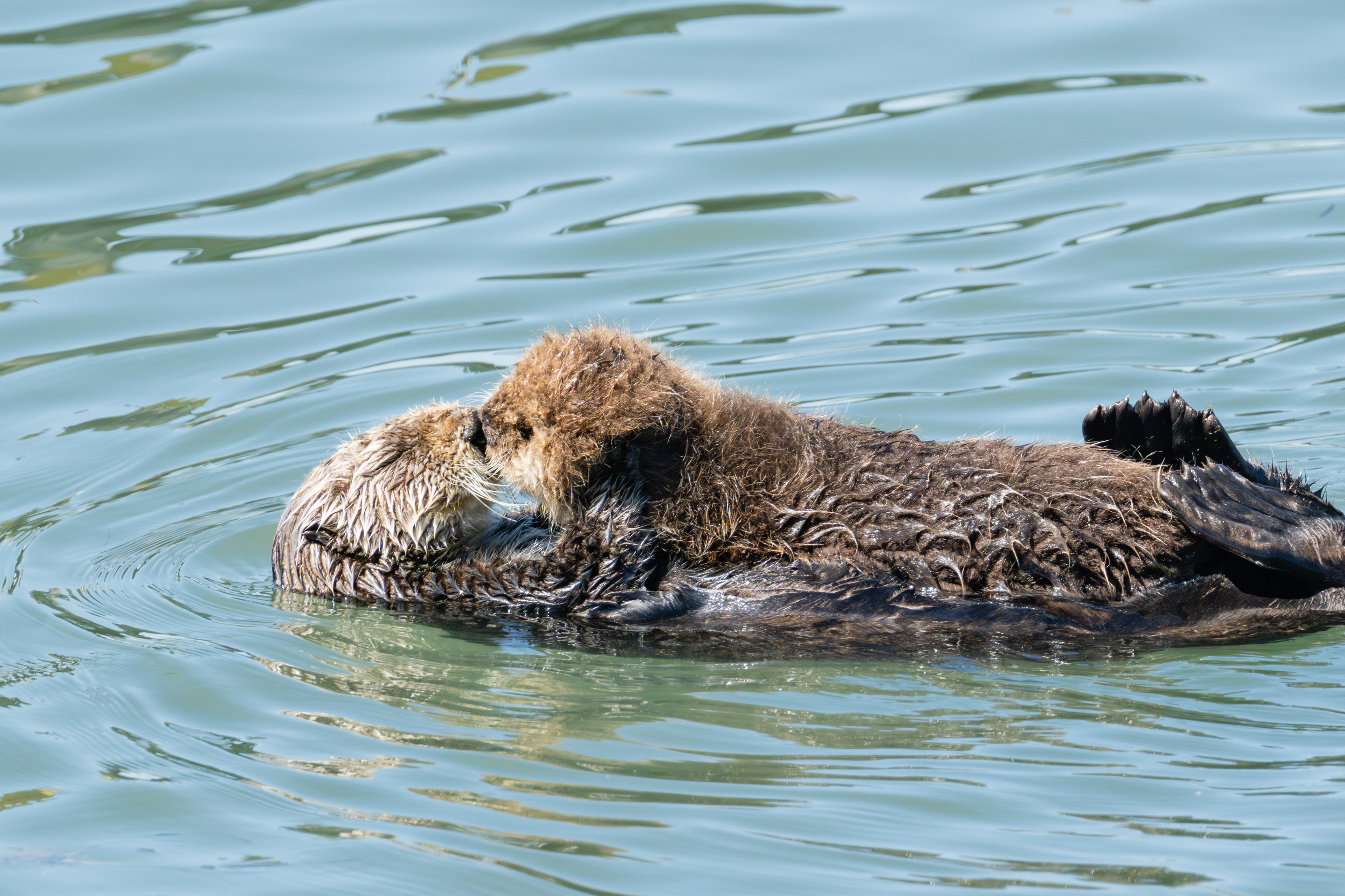 Southern Sea Otter