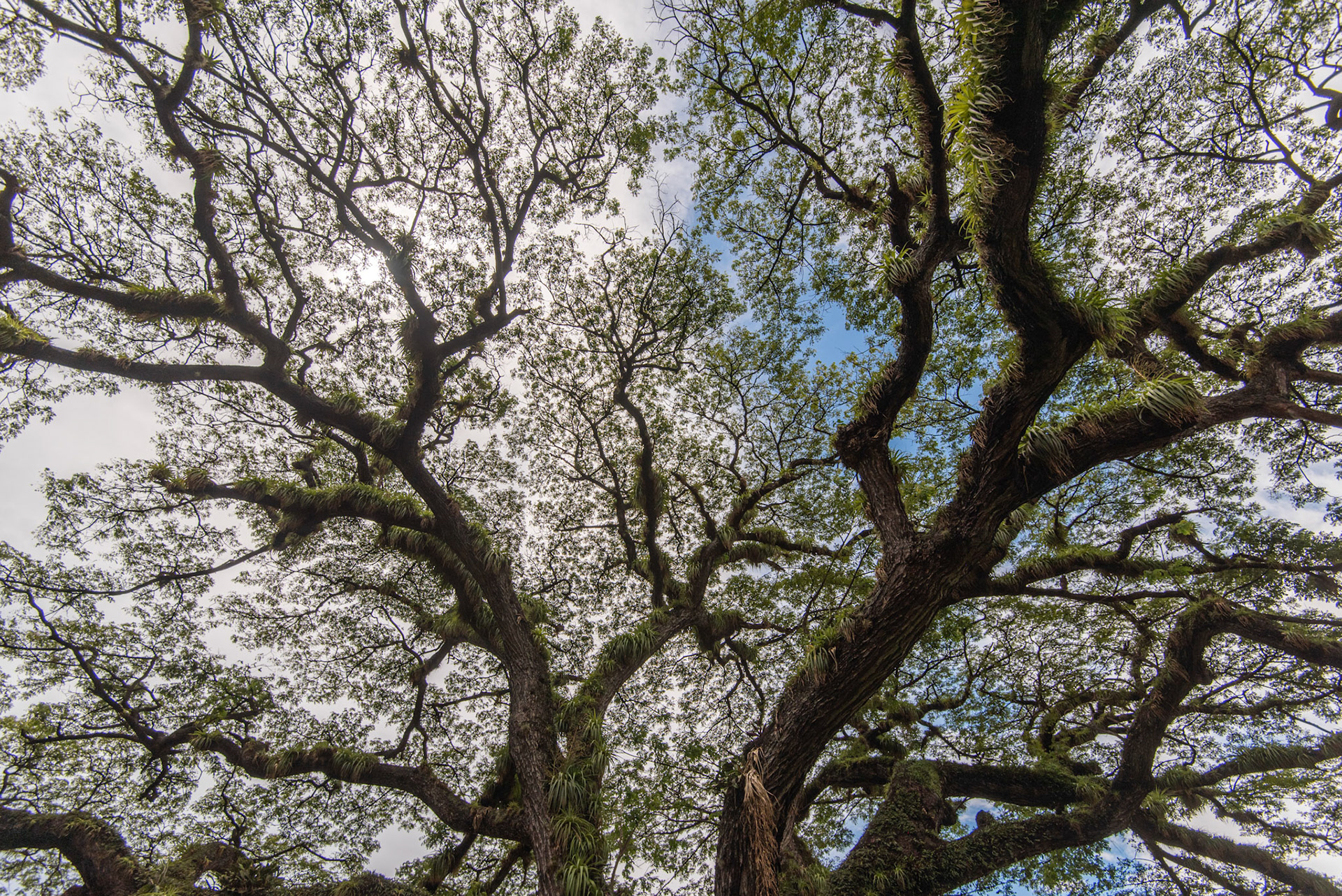 Saman tree, St. Kitts