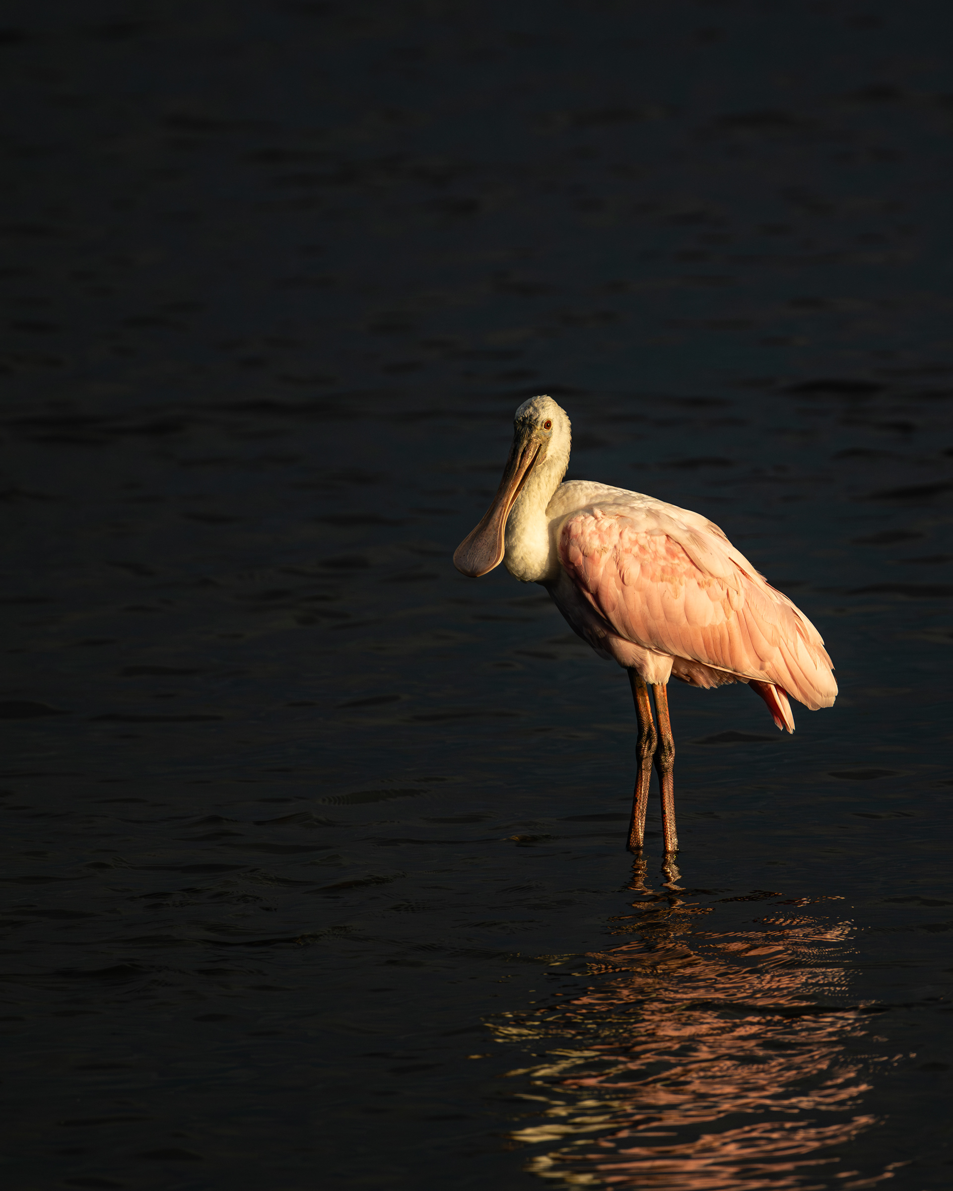 Roseate Spoonbill