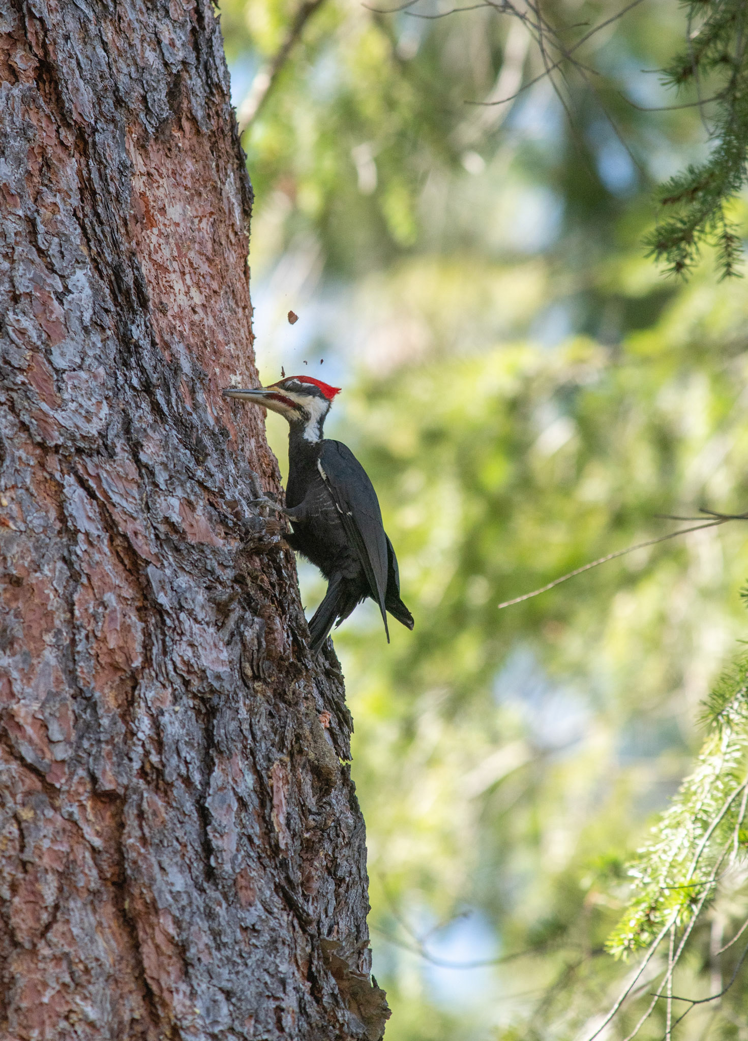 Pileated Woodpeaker
