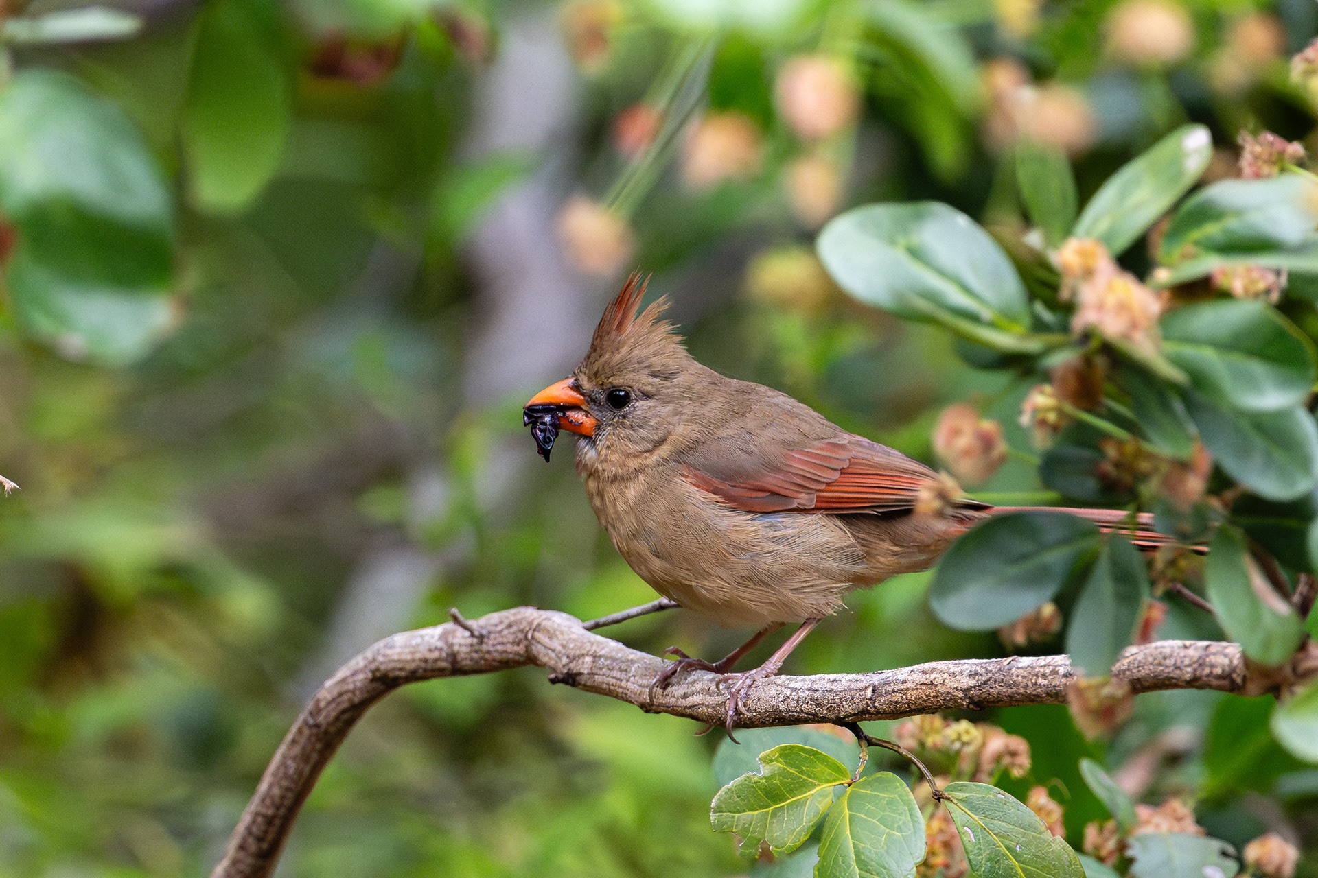 Northern Cardinal