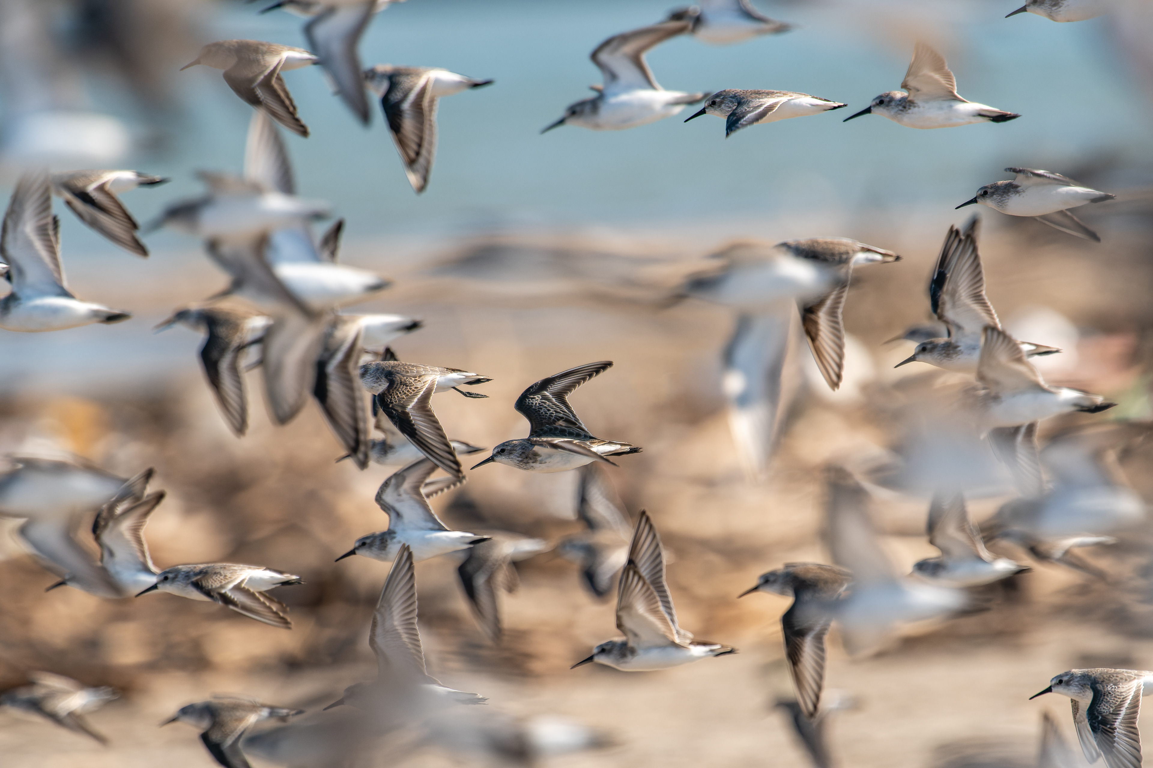 Sanderling, Wilson's Plover