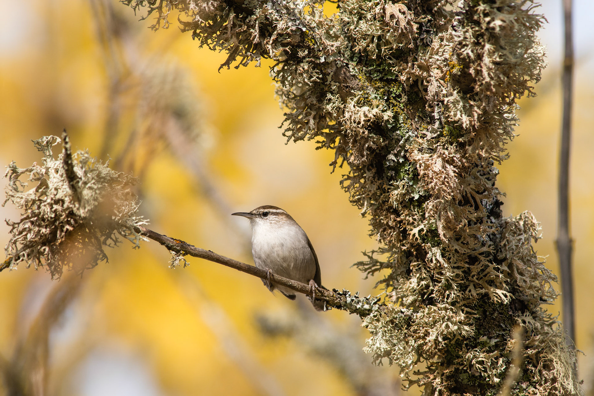 Bewick's Wren