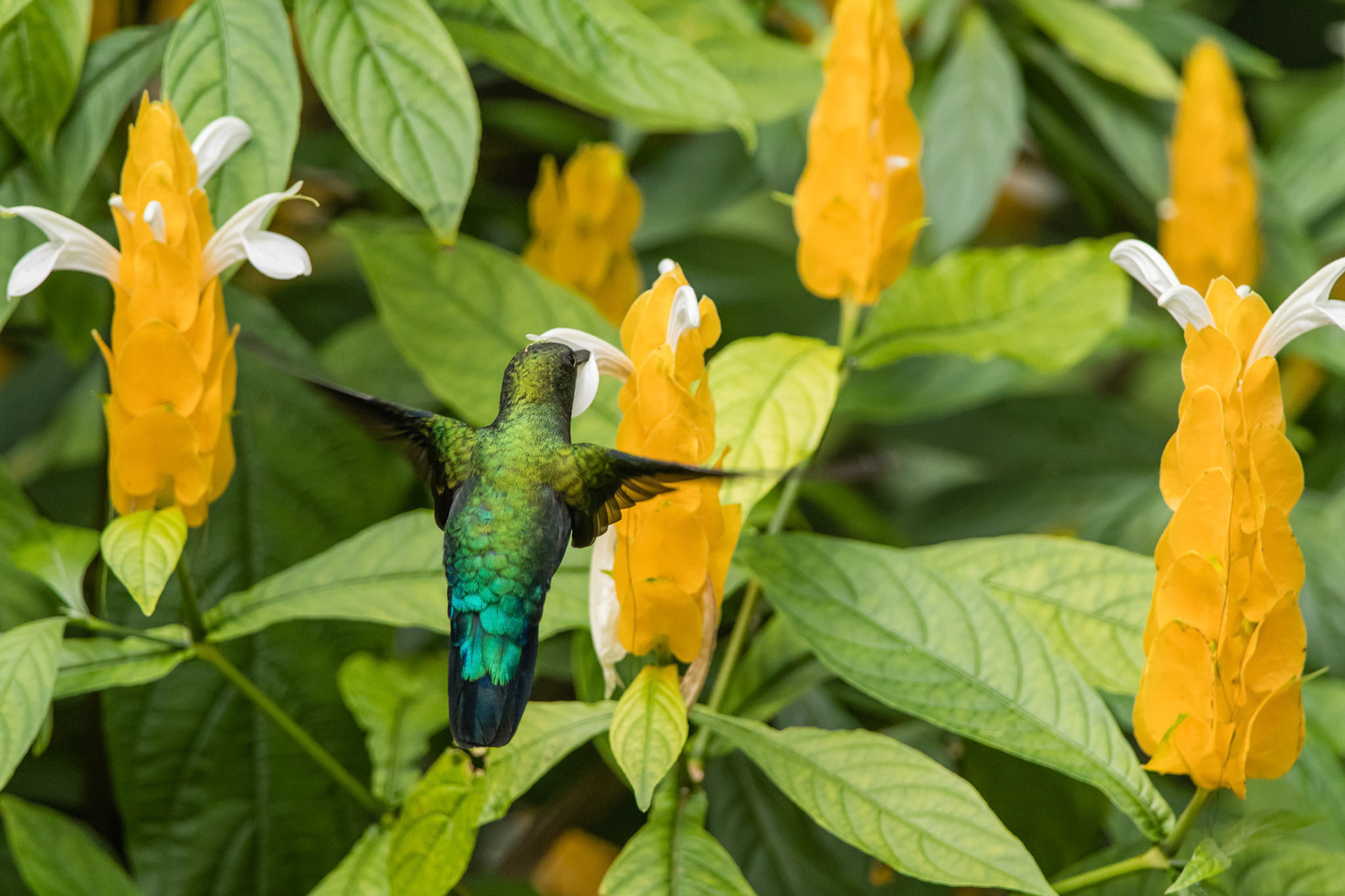 Green-throated Carib