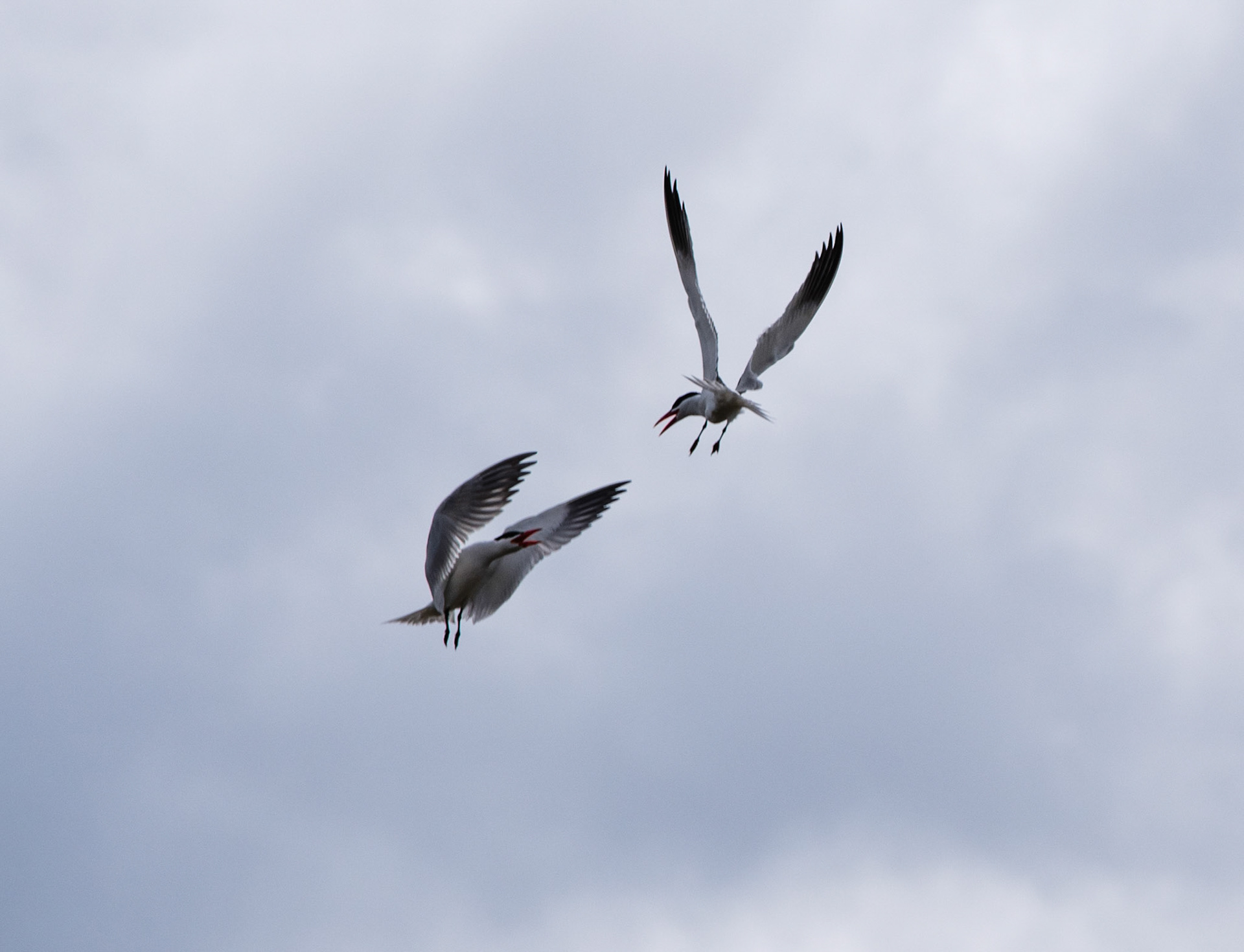 Caspian Tern