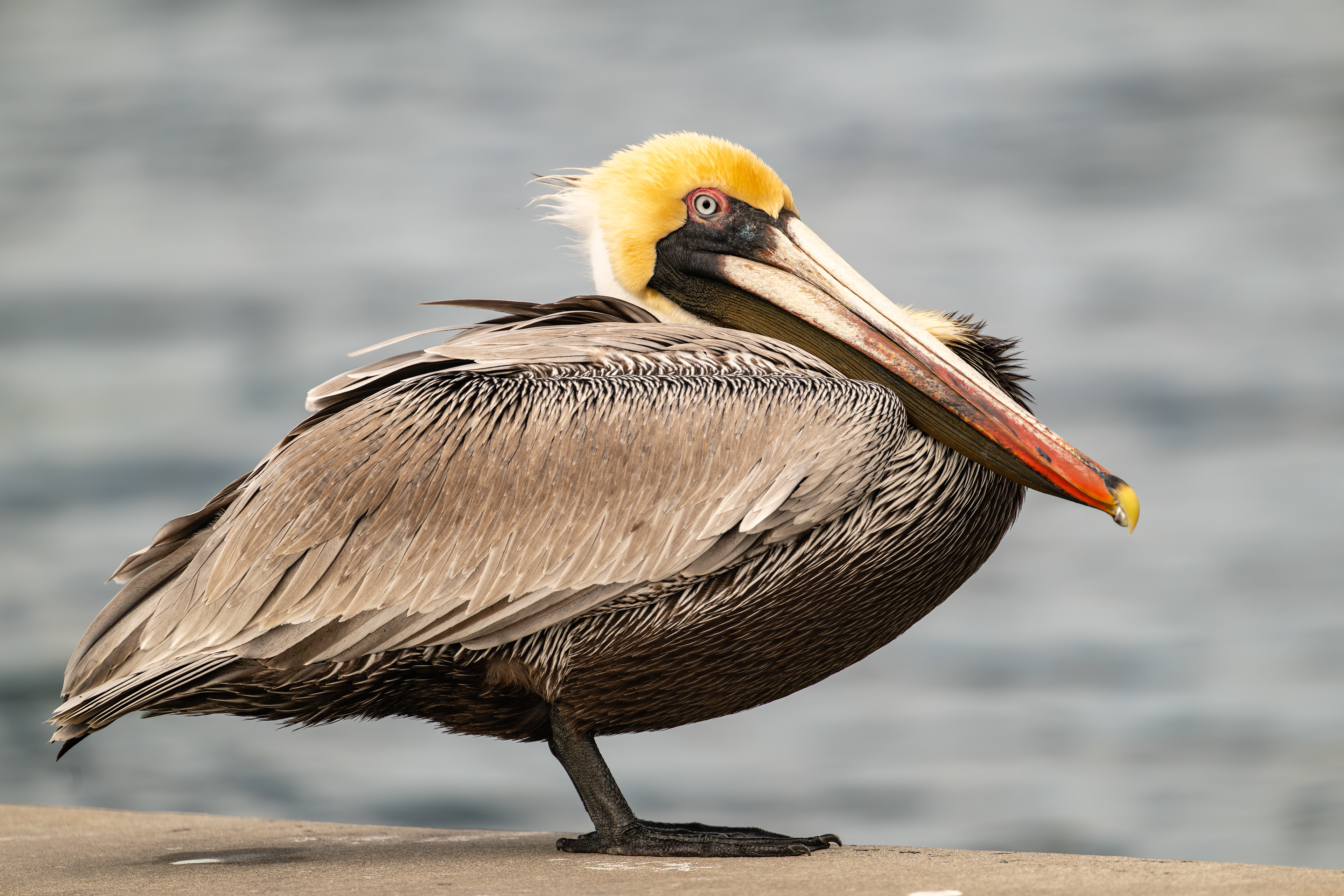 Brown Pelican