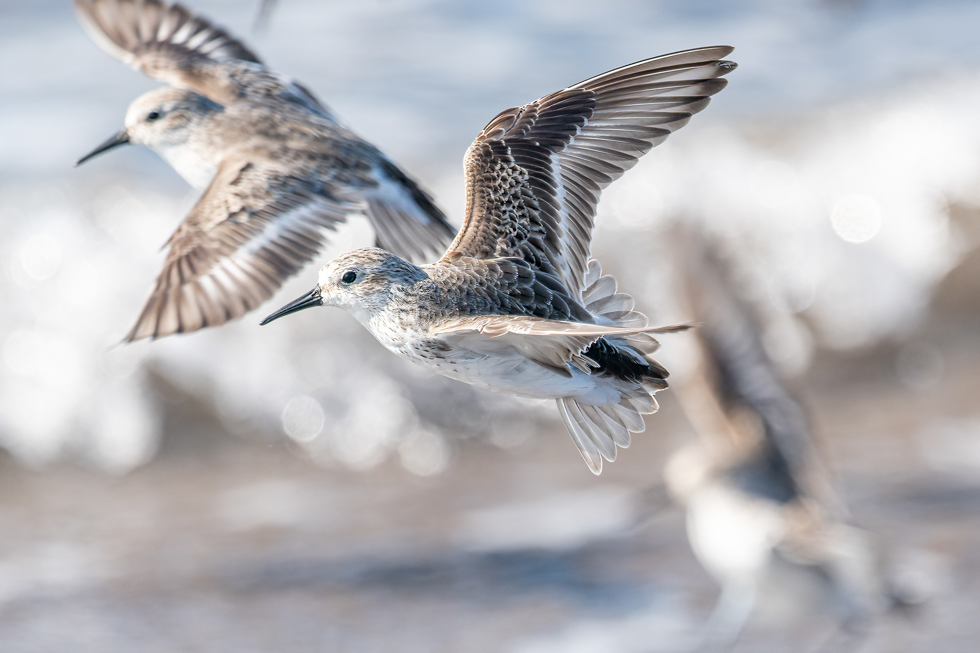 Sanderling
