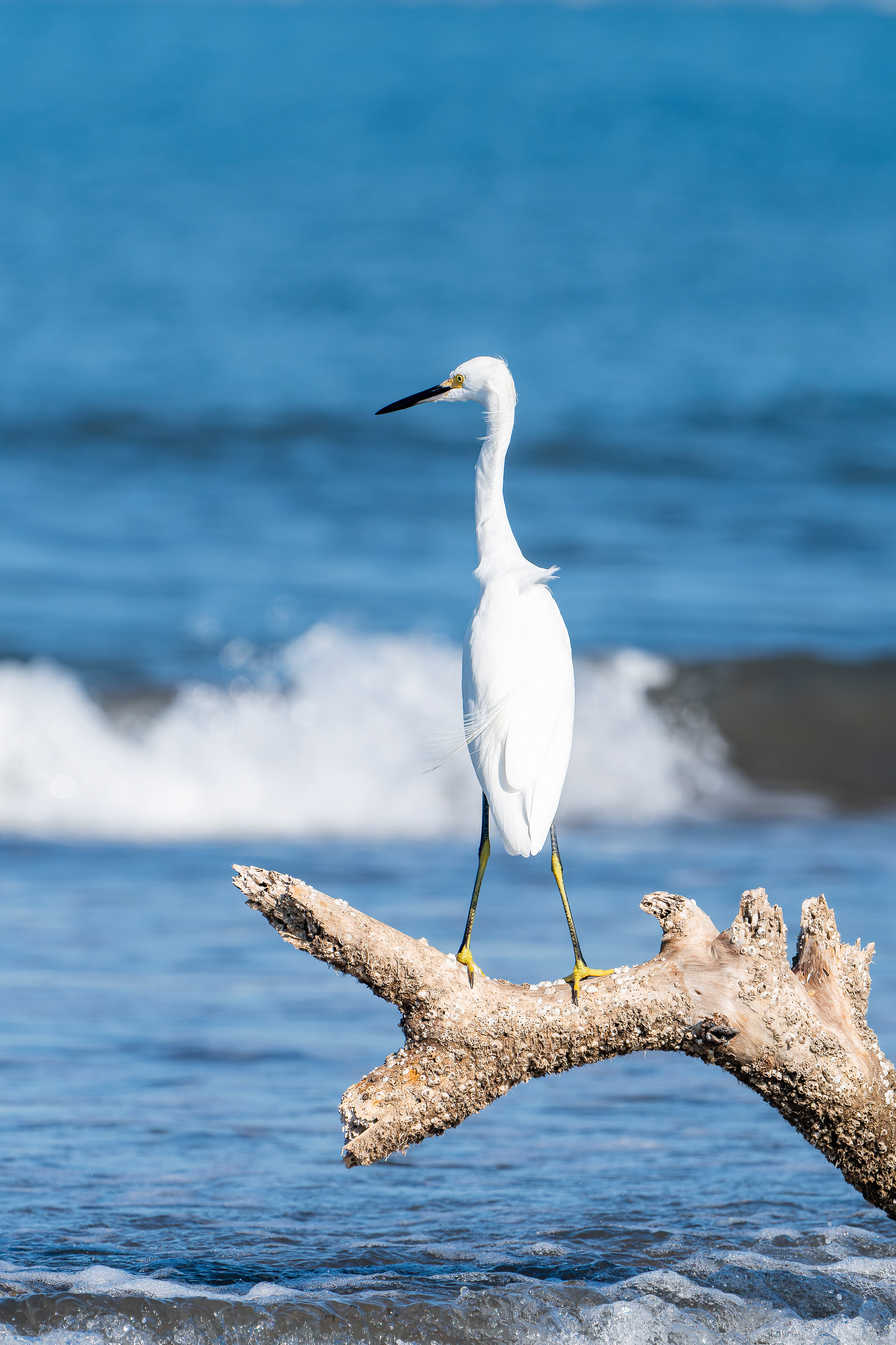 Snowy Egret