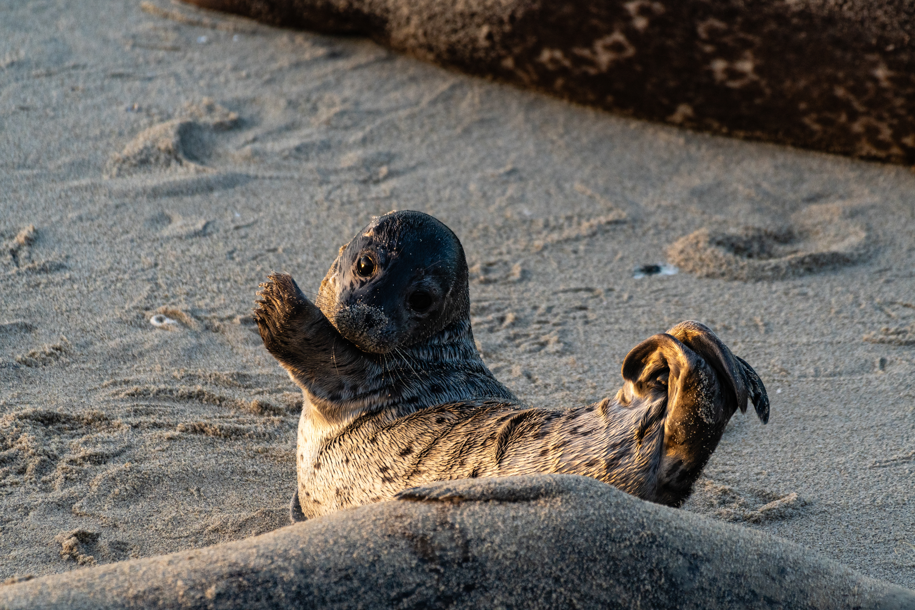 Pacific Harbor Seal