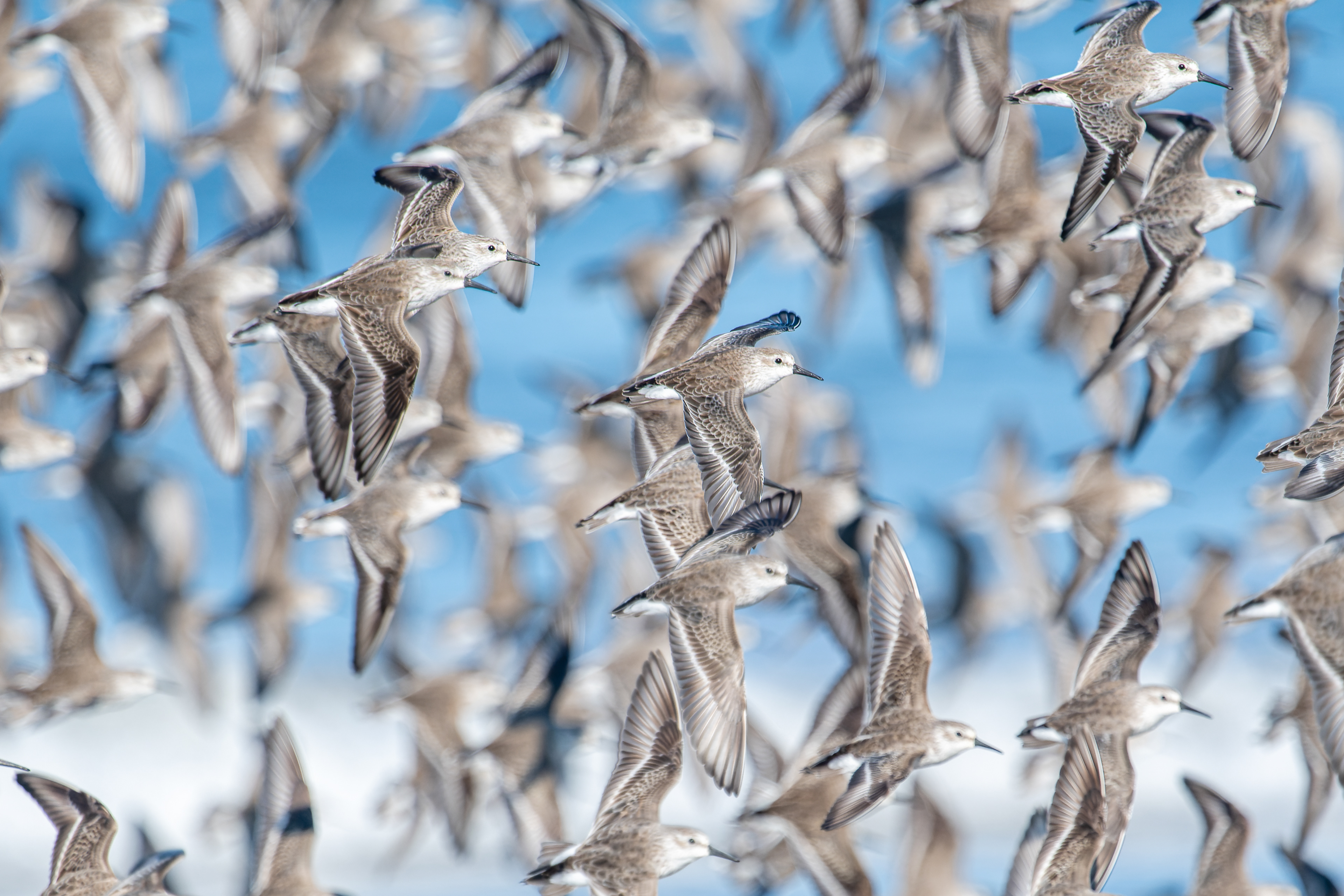 Sanderling, Wilson's Plover