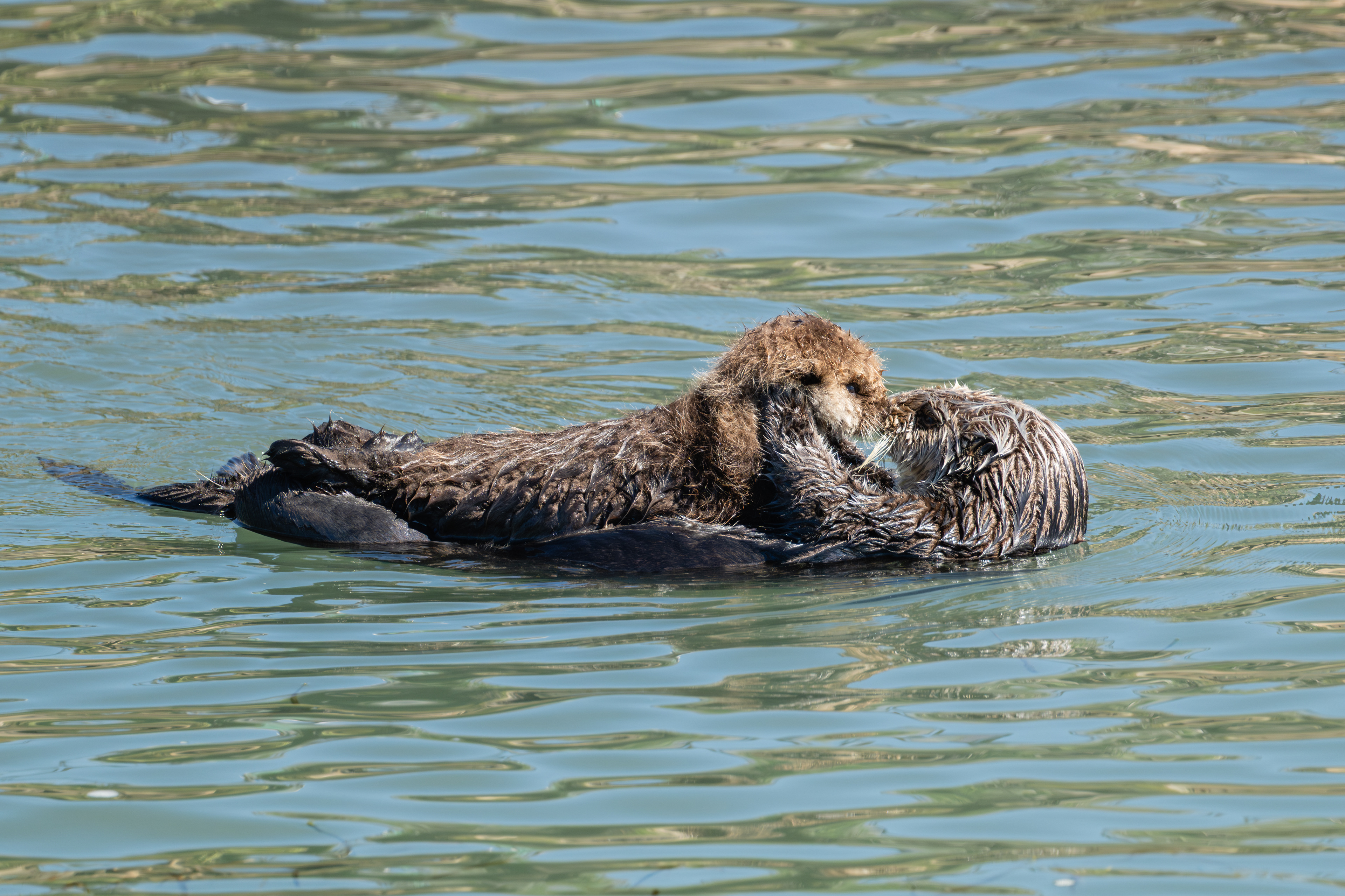 Southern Sea Otter