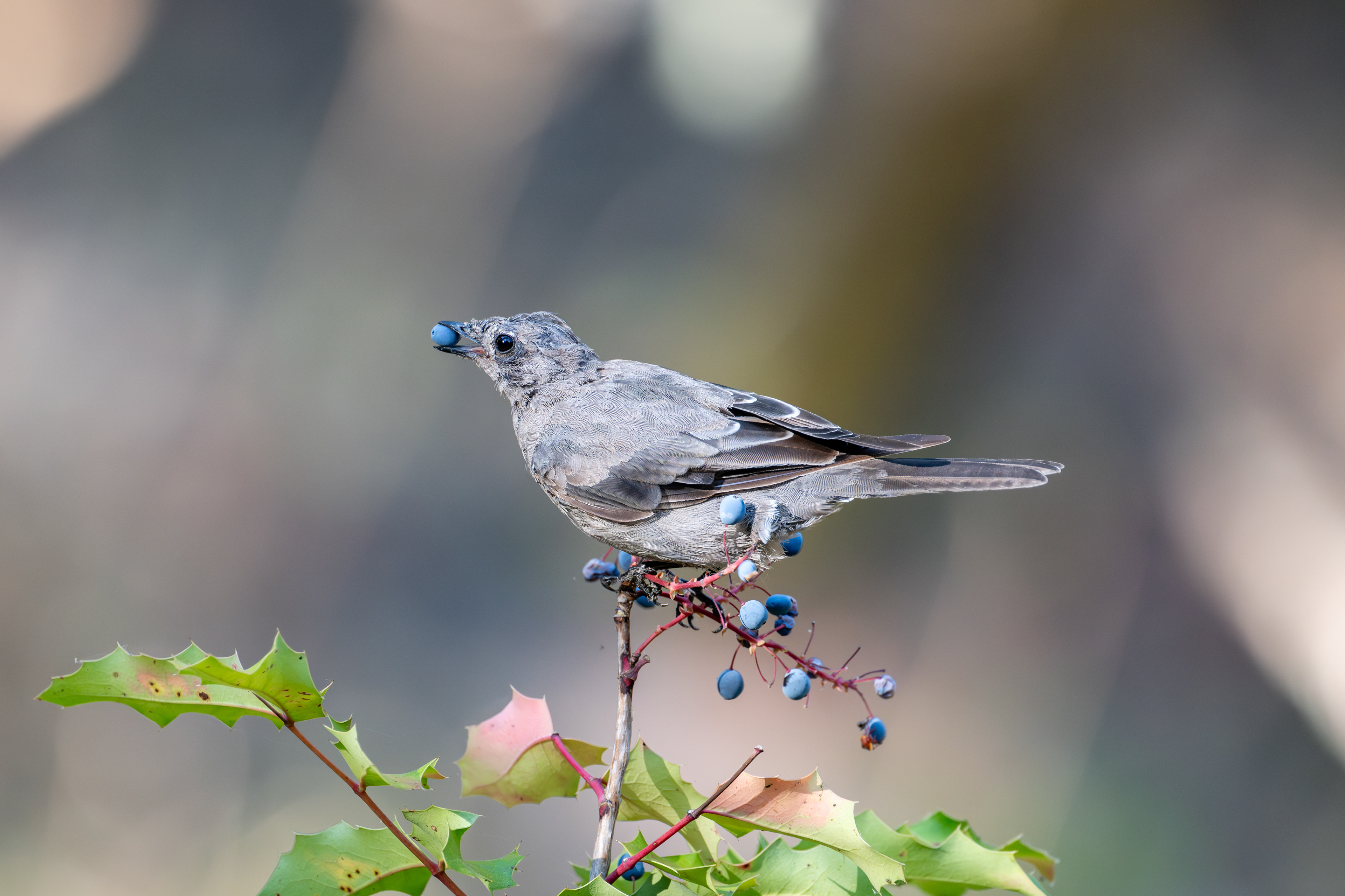 Townsend's Solitaire