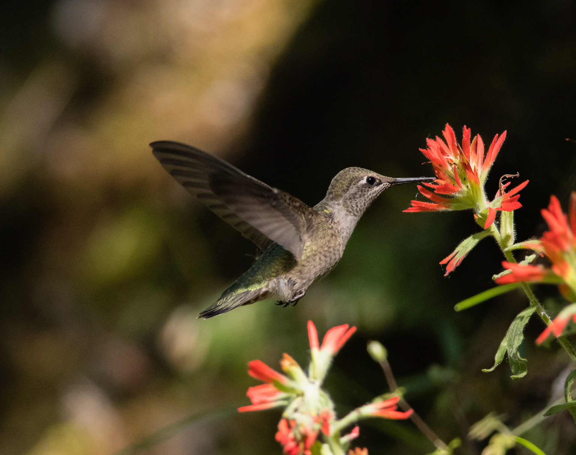 Anna's Hummingbird