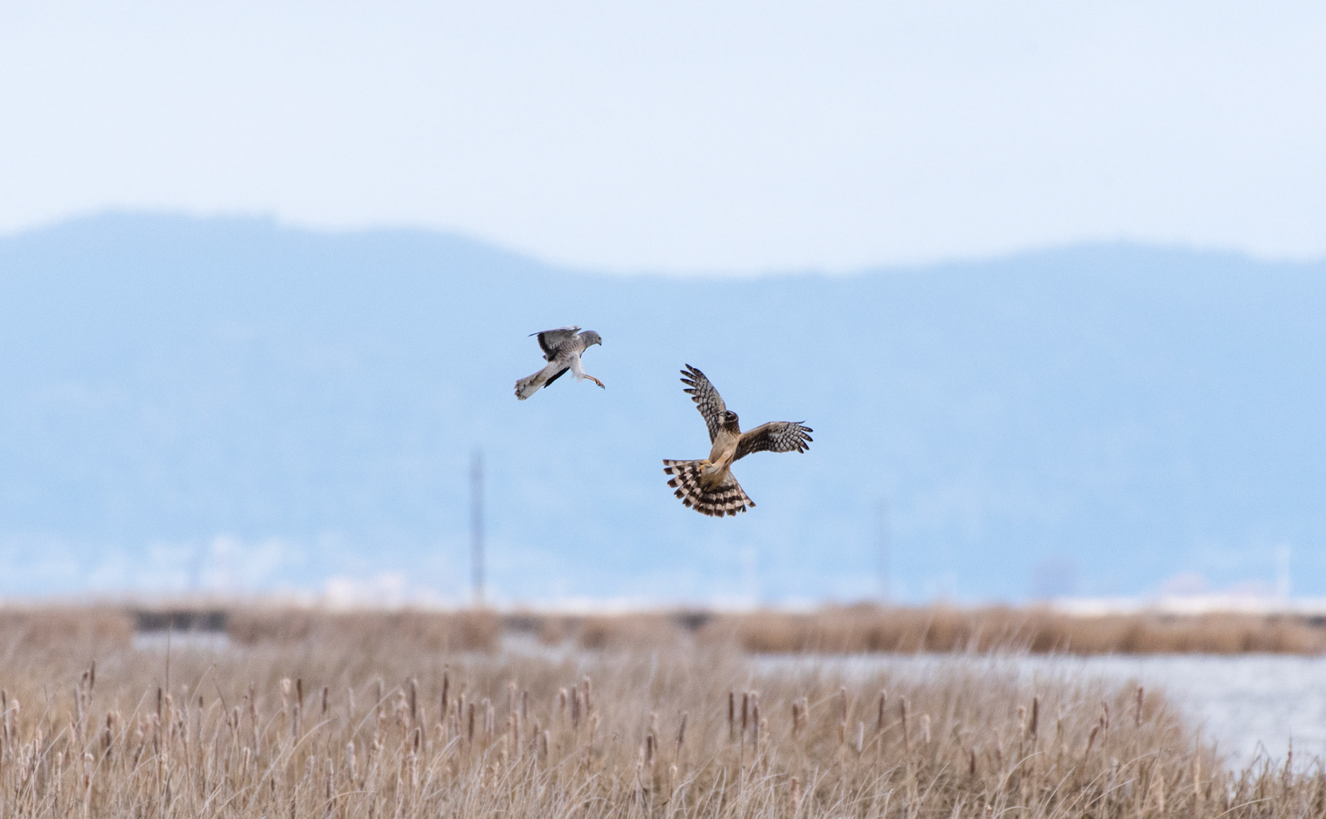 Northern Harrier