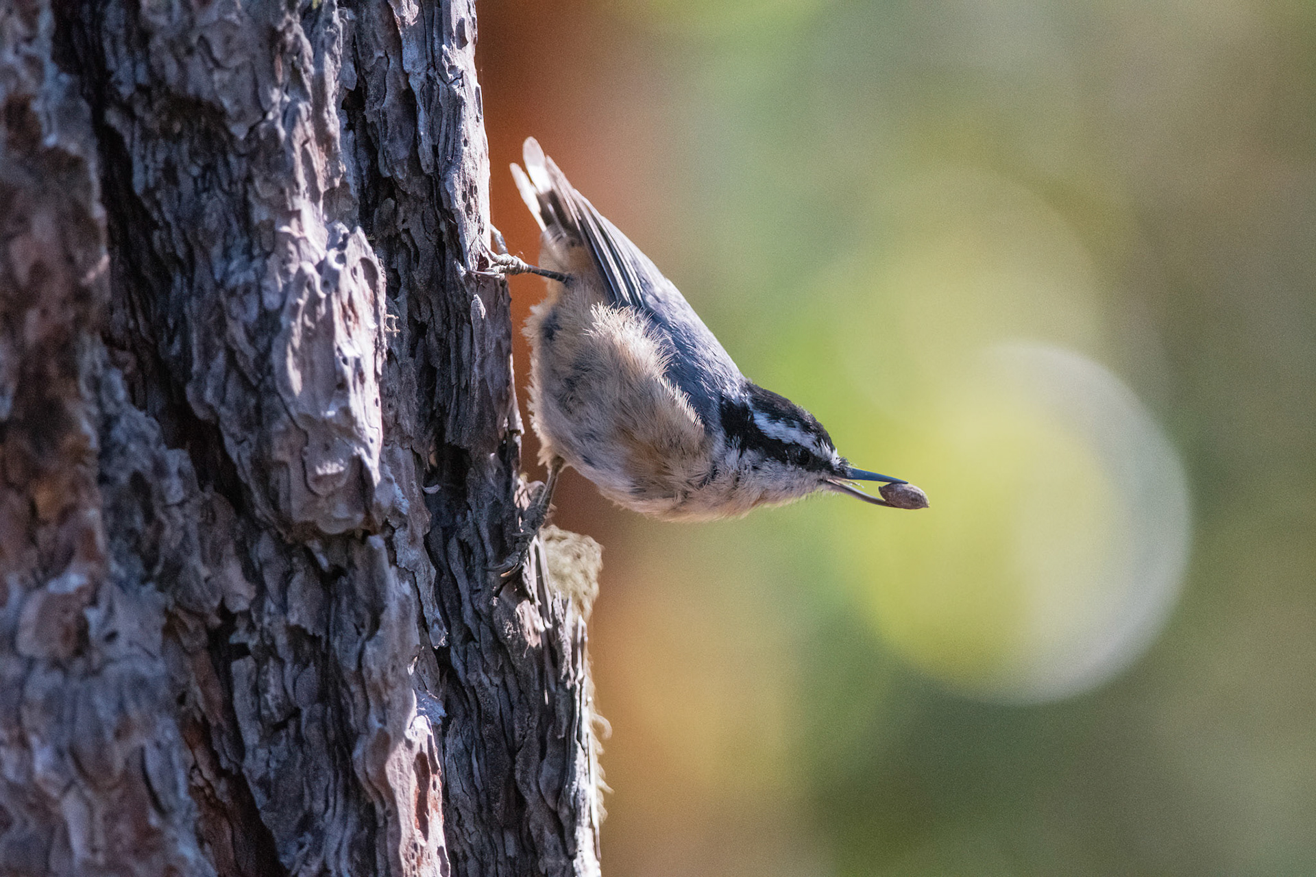 Red-breasted Nuthatch