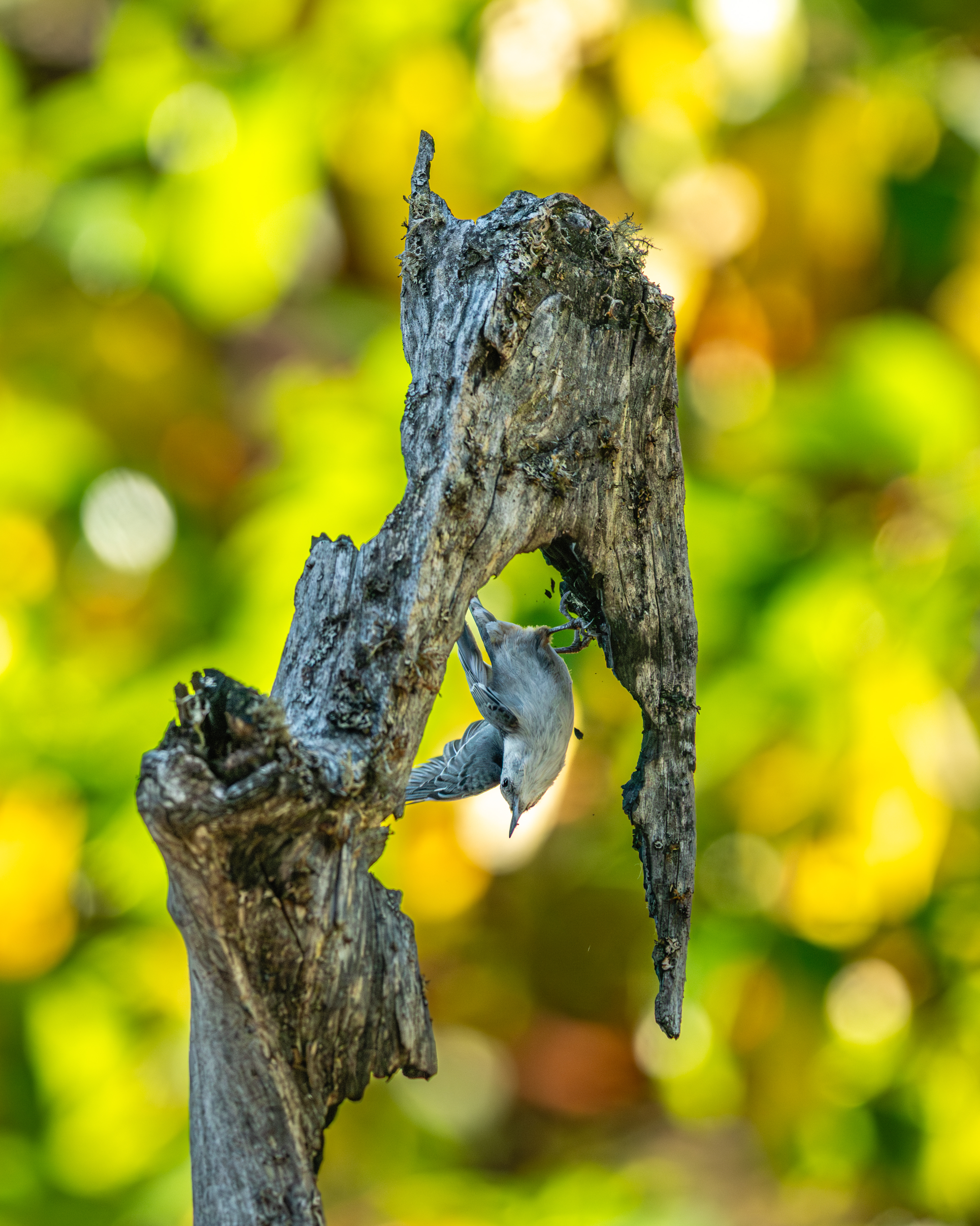 White-breasted Nuthatch