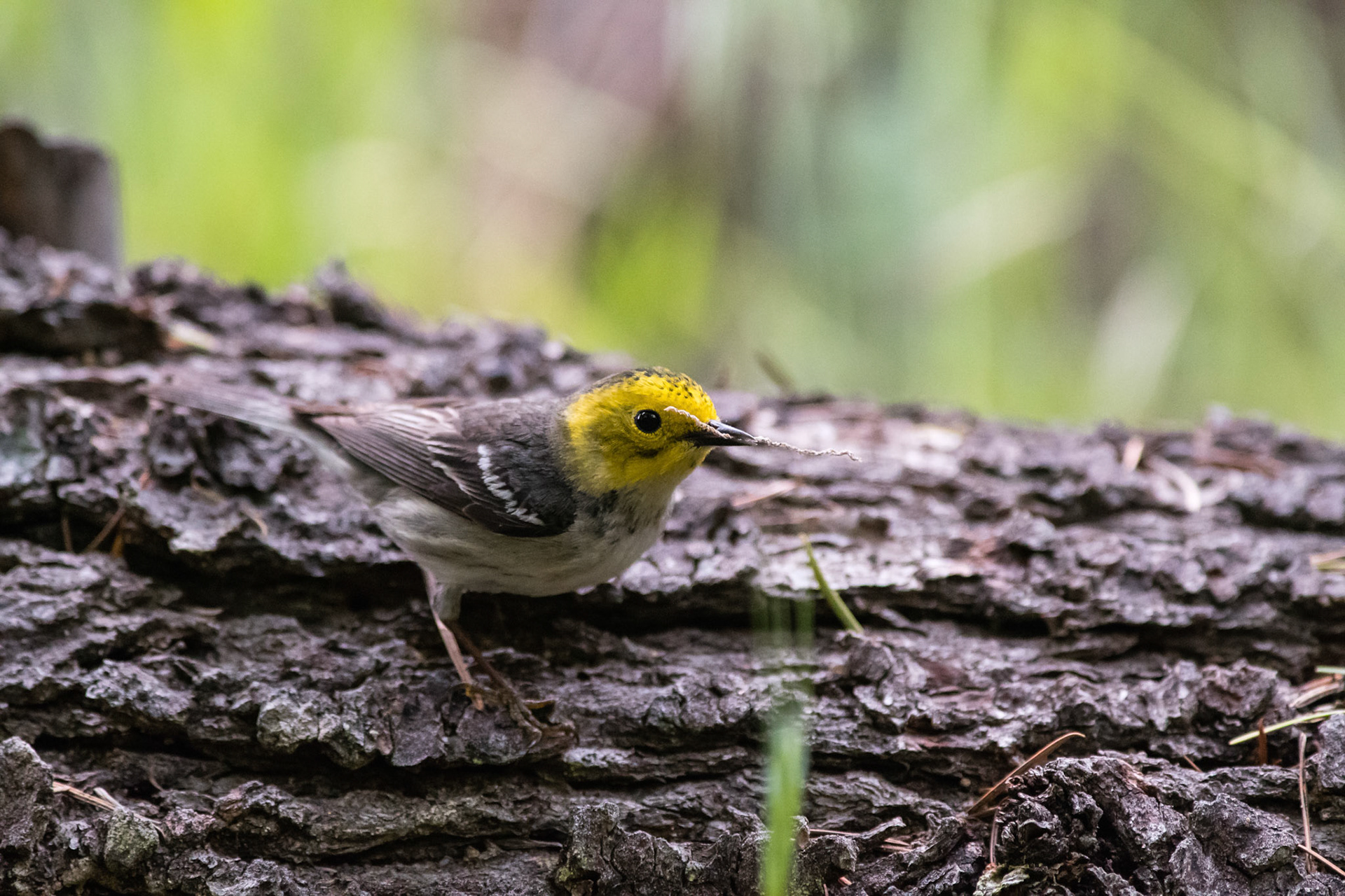 Hermit Warbler