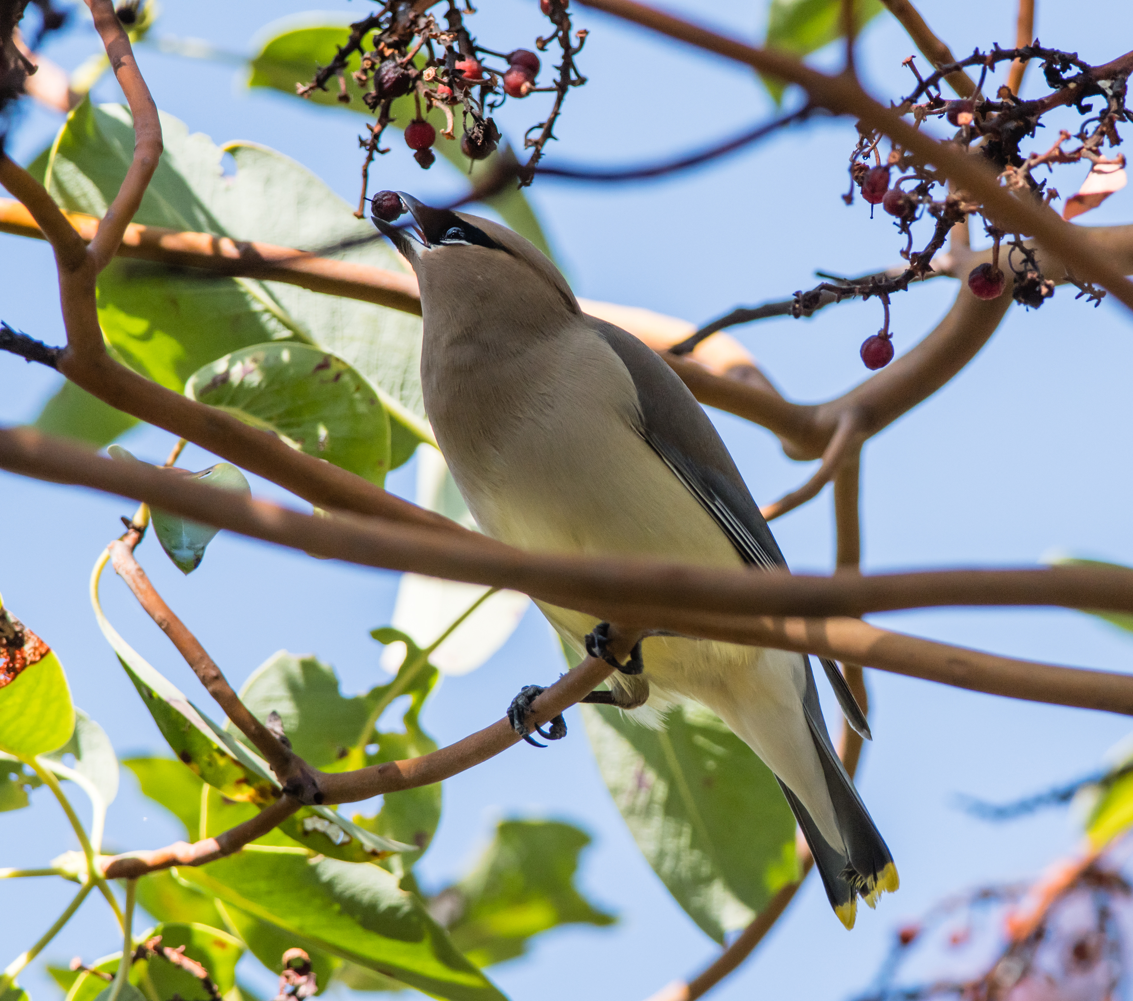 Cedar Waxwing