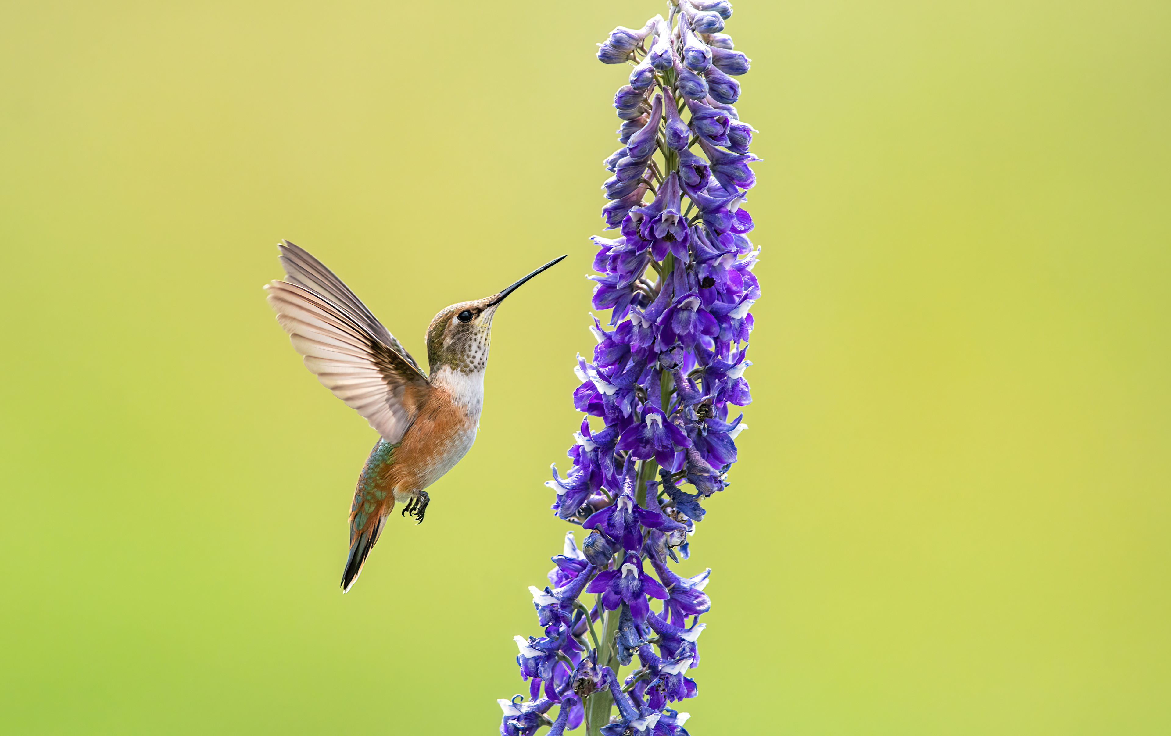 Rufous Hummingbird