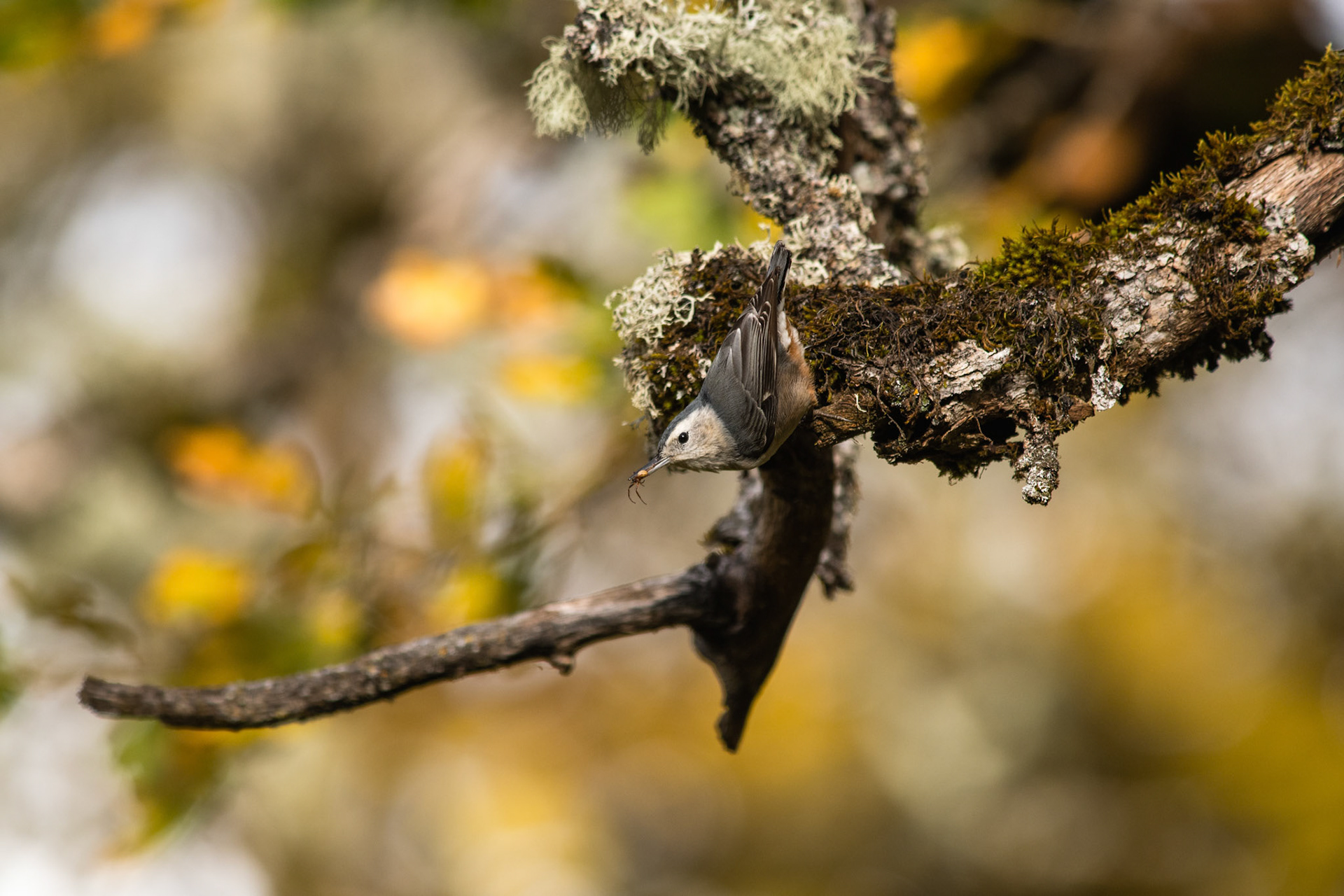 White-breasted Nuthatch