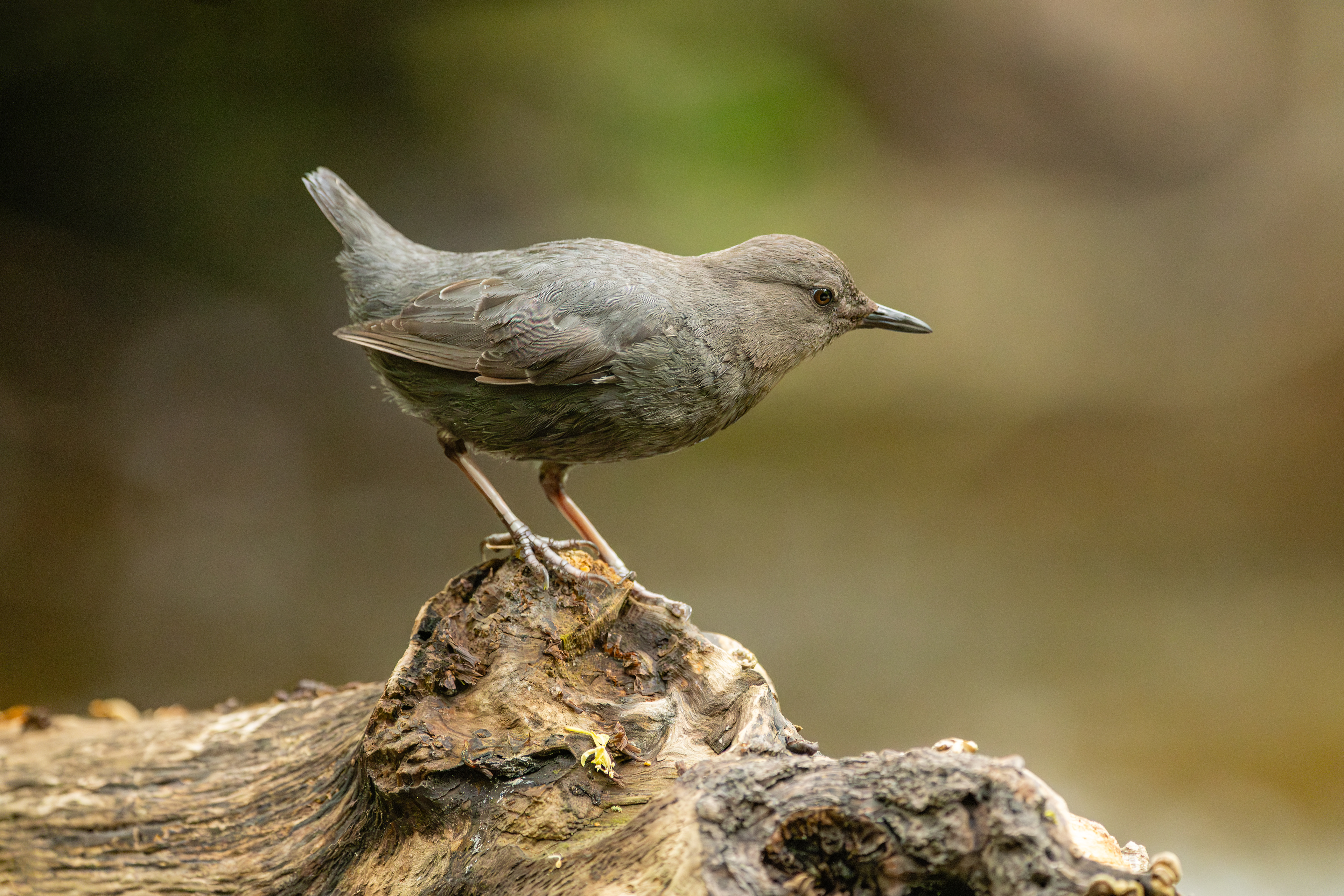 American Dipper