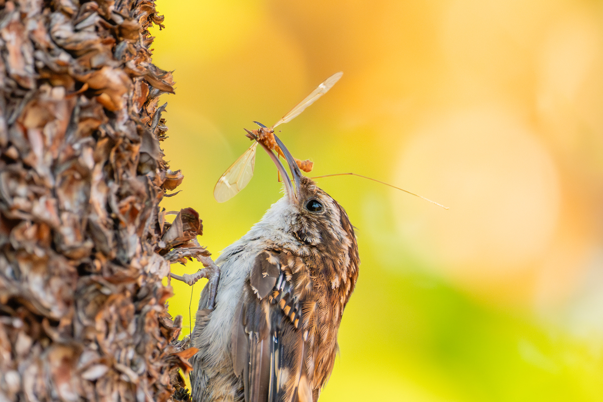 Brown Creeper