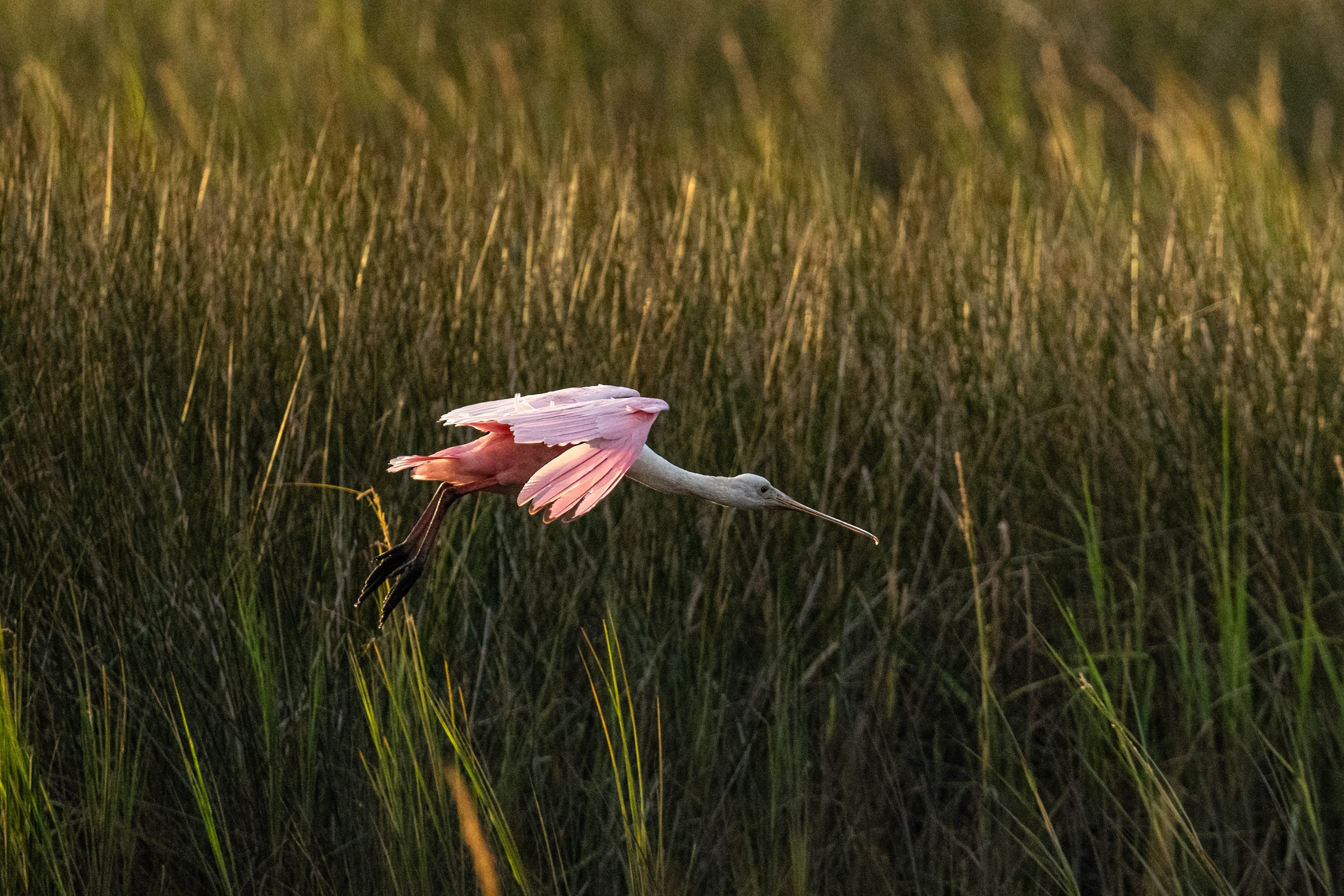 Roseate Spoonbill