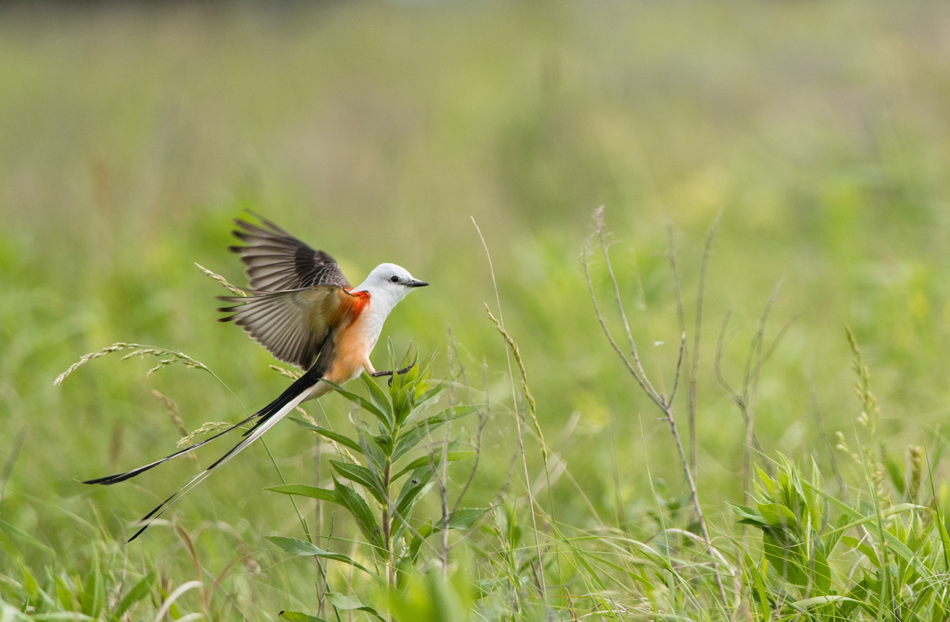 Scissor-tailed Flycatcher